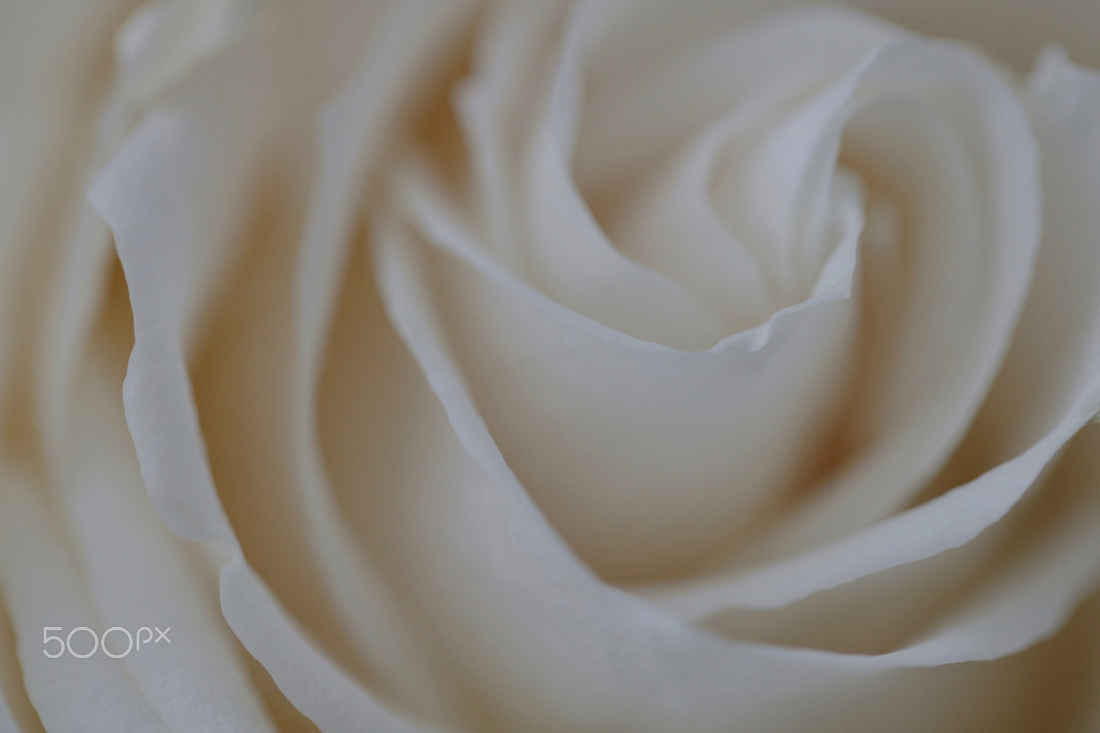 Canon EOS 760D (EOS Rebel T6s / EOS 8000D) sample photo. Rose 1103 photography