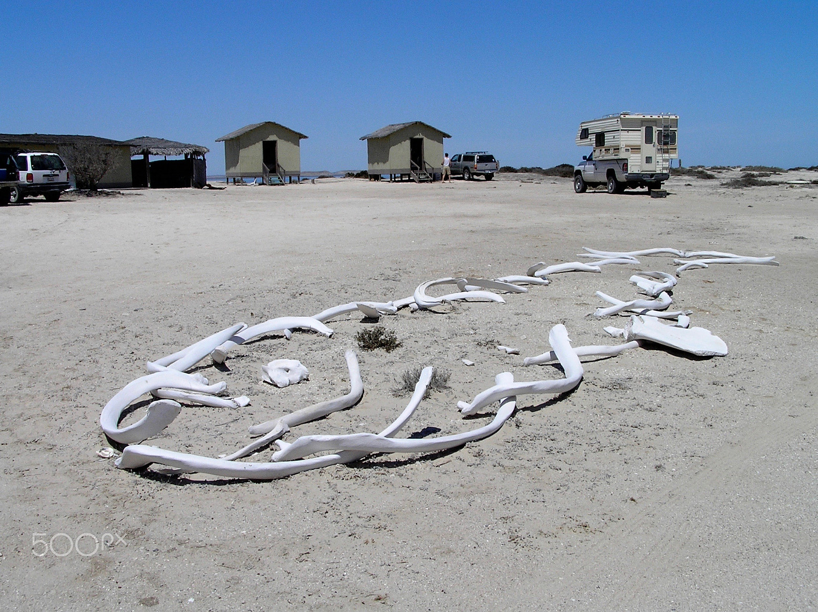 Olympus C765UZ sample photo. A whale drawn in whale bones photography