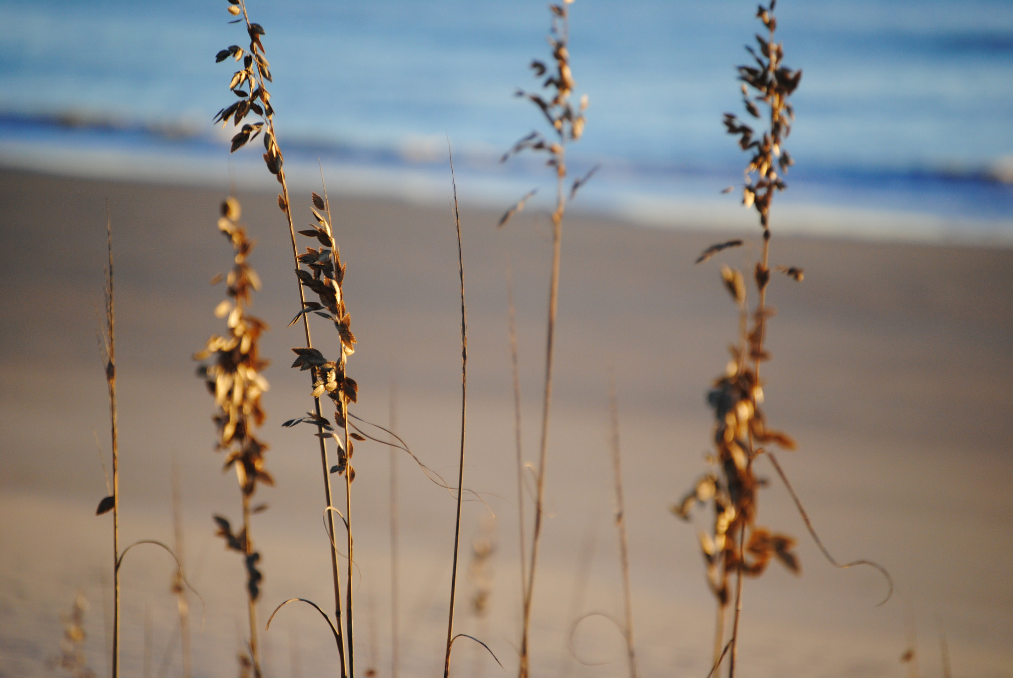 Nikon D3000 sample photo. Blurred sea oats photography