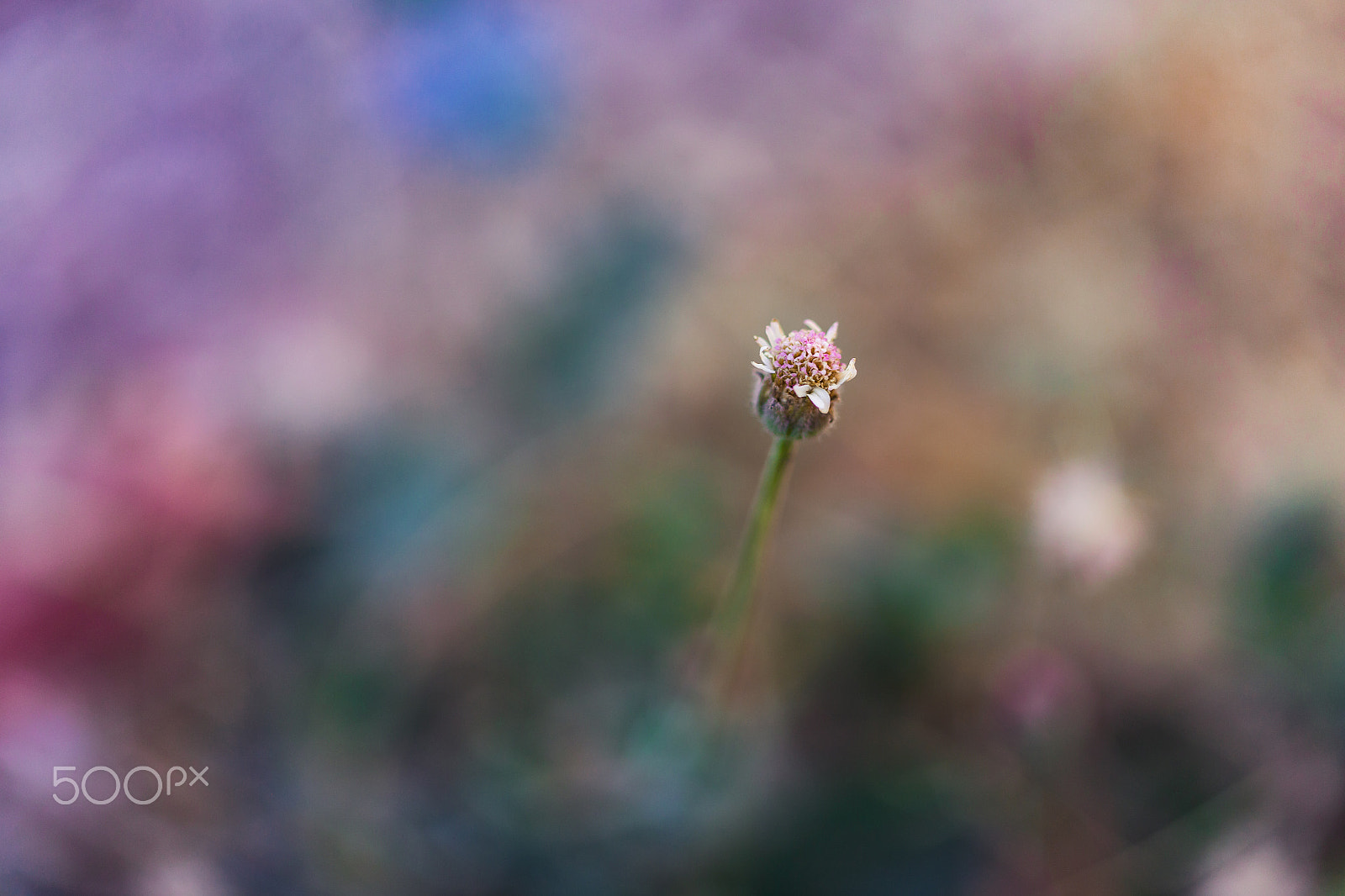 Sigma 105mm F2.8 EX DG OS HSM sample photo. Art natura photography