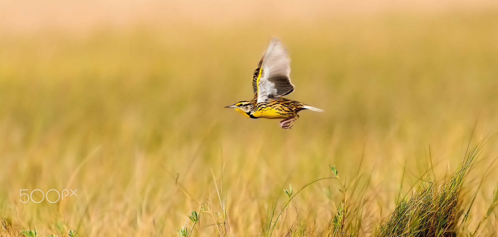 Sigma 150-600mm F5-6.3 DG OS HSM | C sample photo. Meadowlark in flight photography