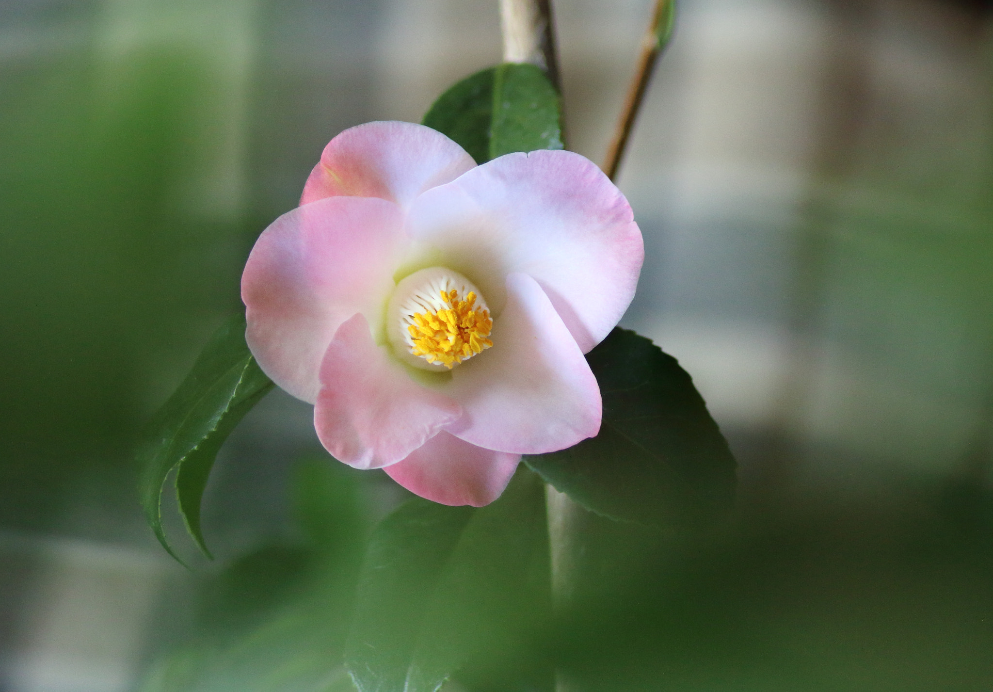 Canon EOS 70D + Tamron AF 70-300mm F4-5.6 Di LD Macro sample photo. Japan camellia photography