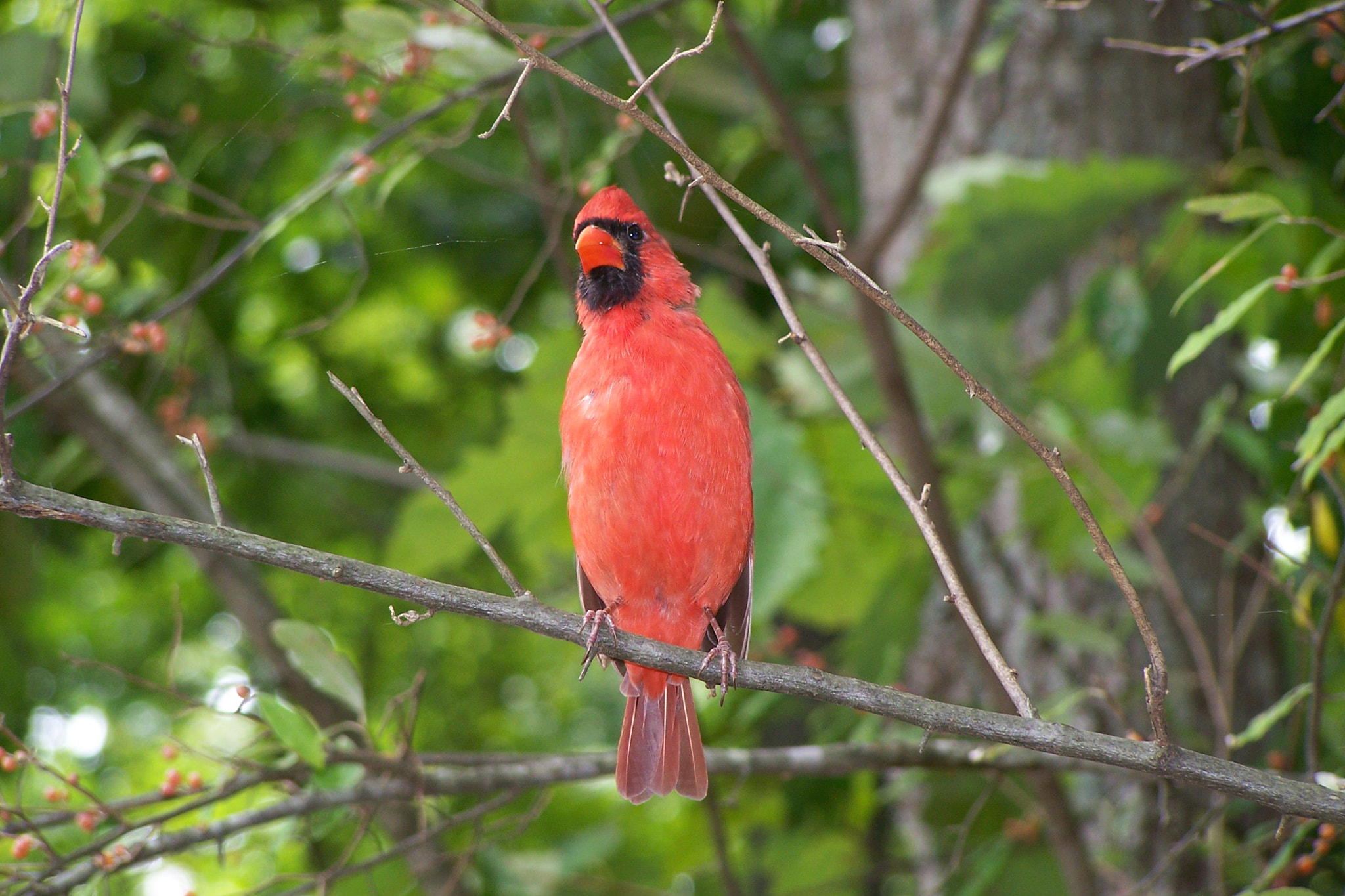 Kodak Z650 ZOOM DIGITAL CAMERA sample photo. Cardinal photography