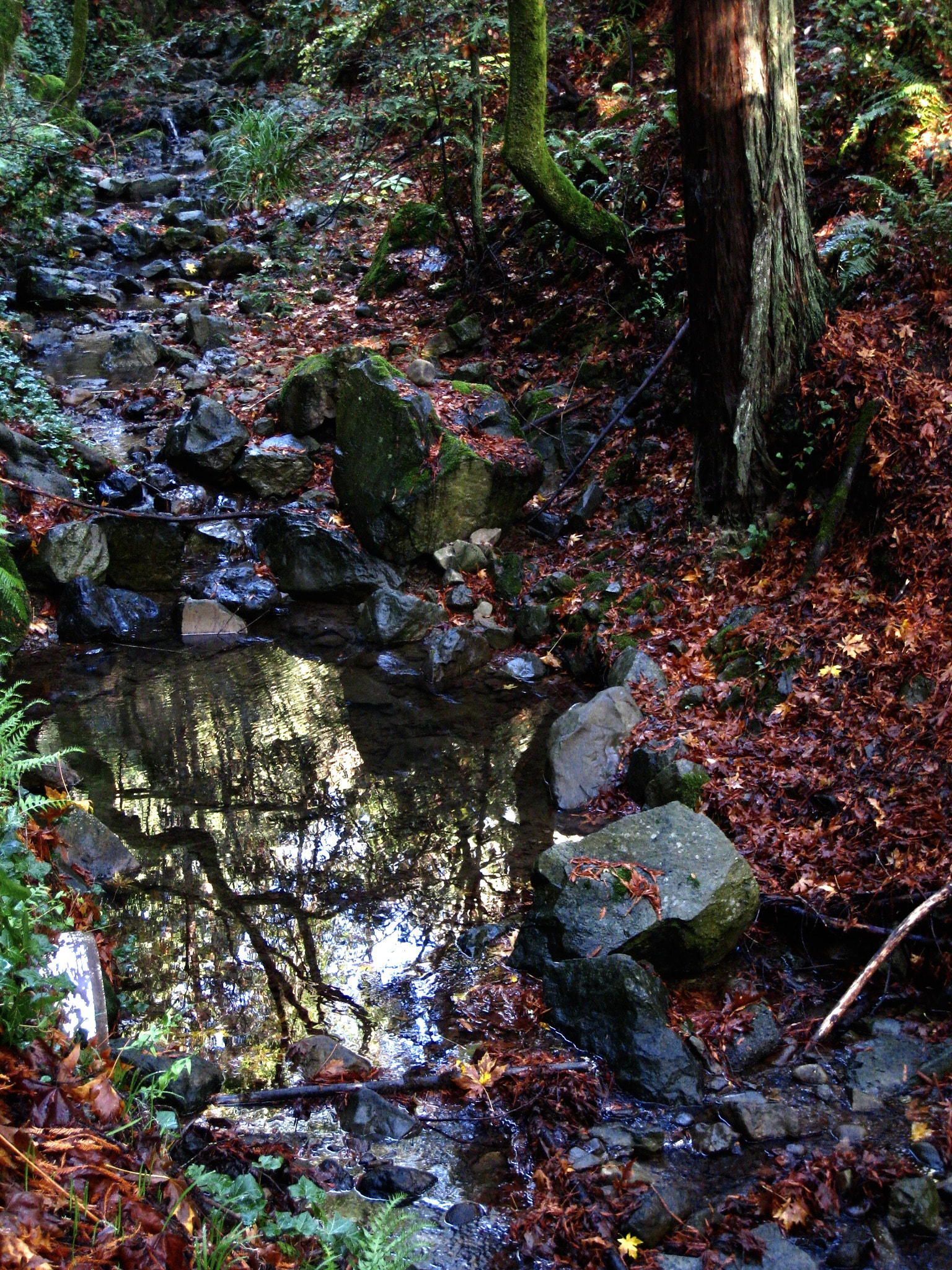Canon POWERSHOT SD870 IS sample photo. November creek, mill valley, california 2011 photography