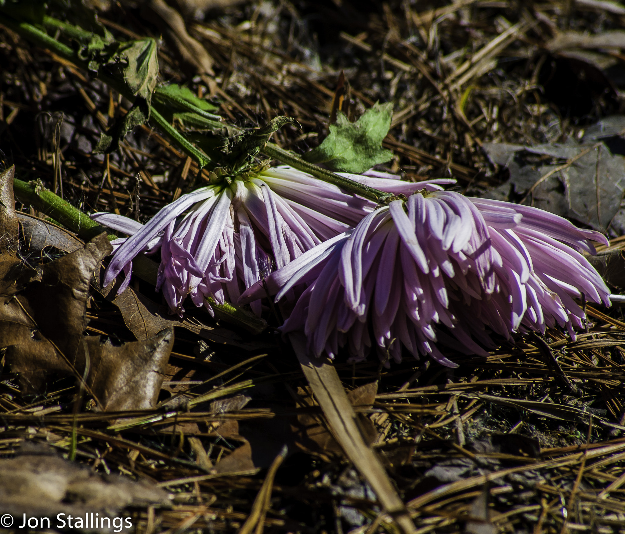 Sigma 70-300mm F4-5.6 APO DG Macro sample photo. Wilting flowers photography
