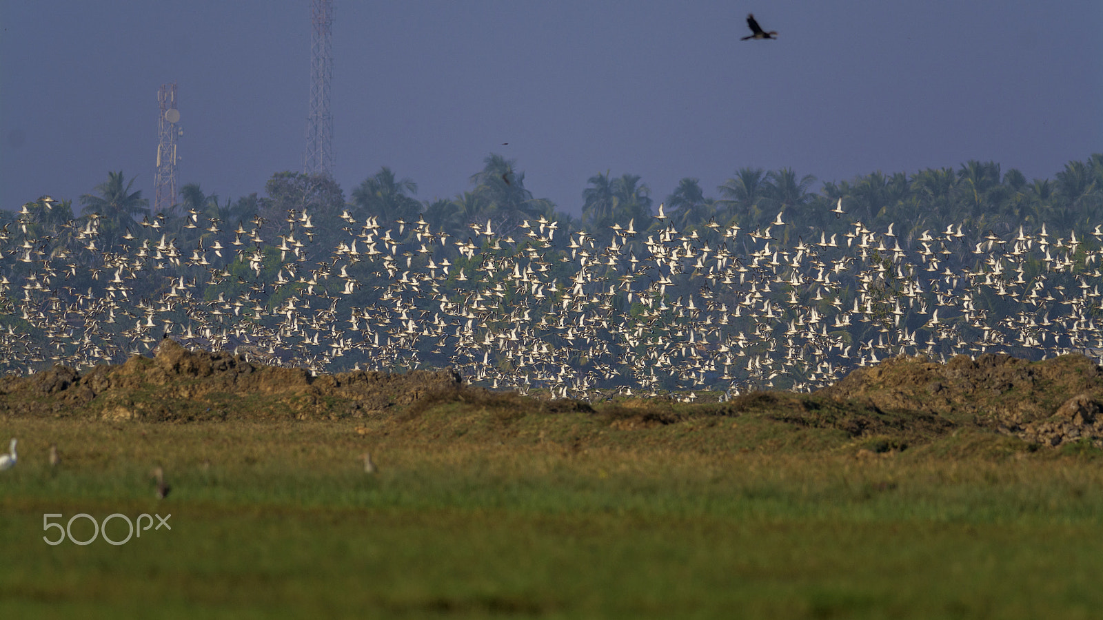 Nikon D7100 sample photo. Black tailed godwit photography