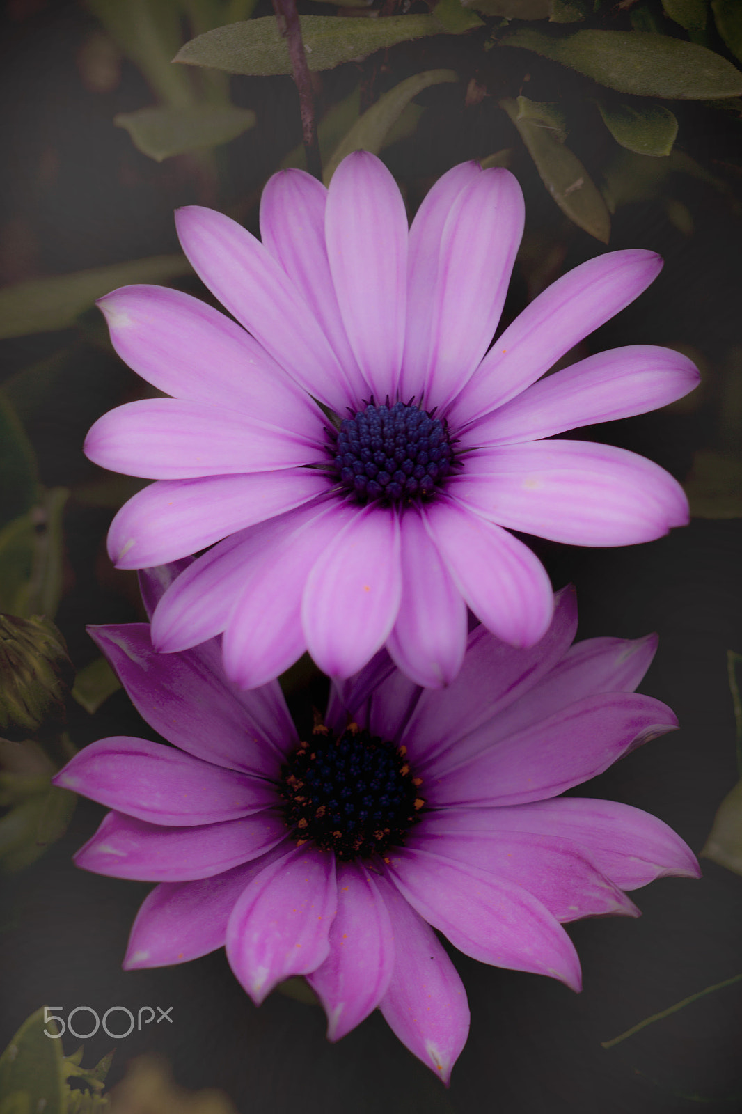 Canon EF 35-80mm f/4-5.6 sample photo. Purple photography