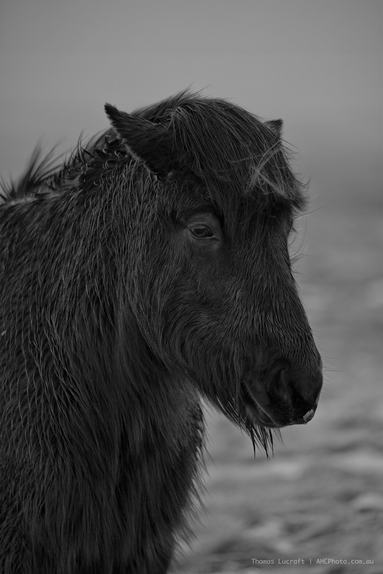 Canon EOS 5DS sample photo. Horse photography