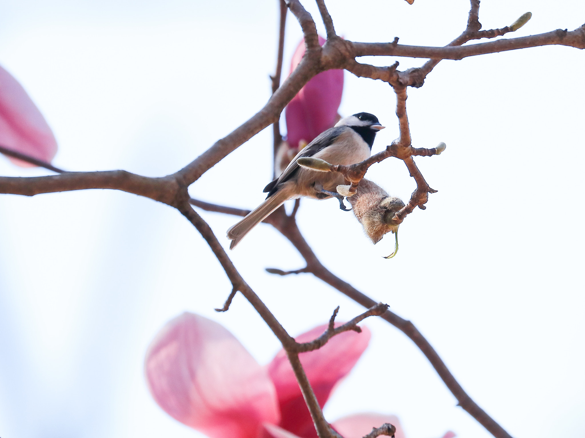 Canon EOS 80D sample photo. Carolina chick a dee on magnolia tree.  durham nc photography