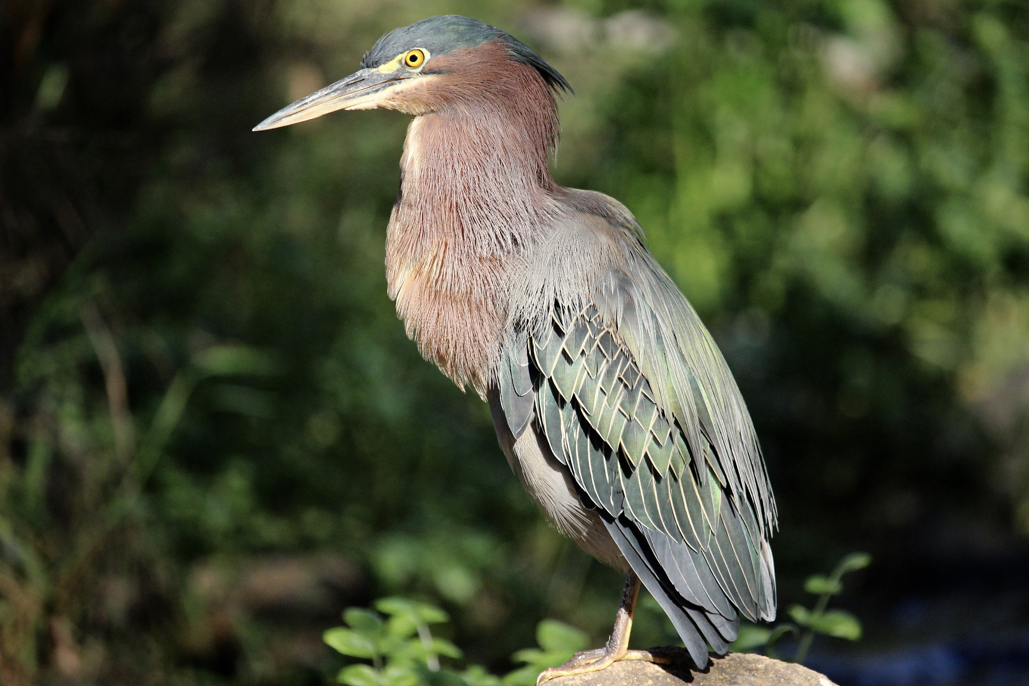 Canon EOS 100D (EOS Rebel SL1 / EOS Kiss X7) sample photo. Green heron photography