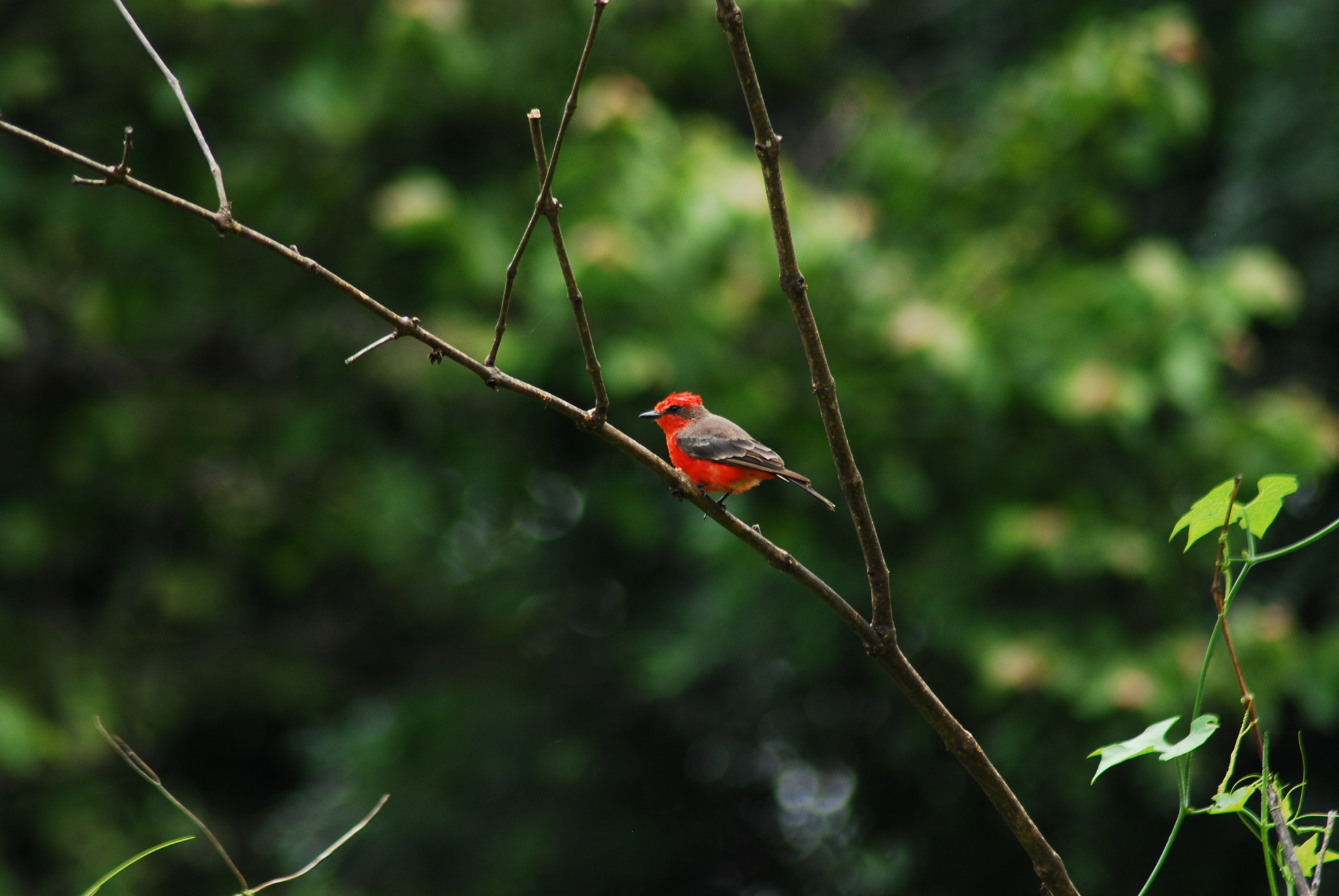 Nikon AF Nikkor 70-300mm F4-5.6G sample photo. Flycatcher vermillion photography