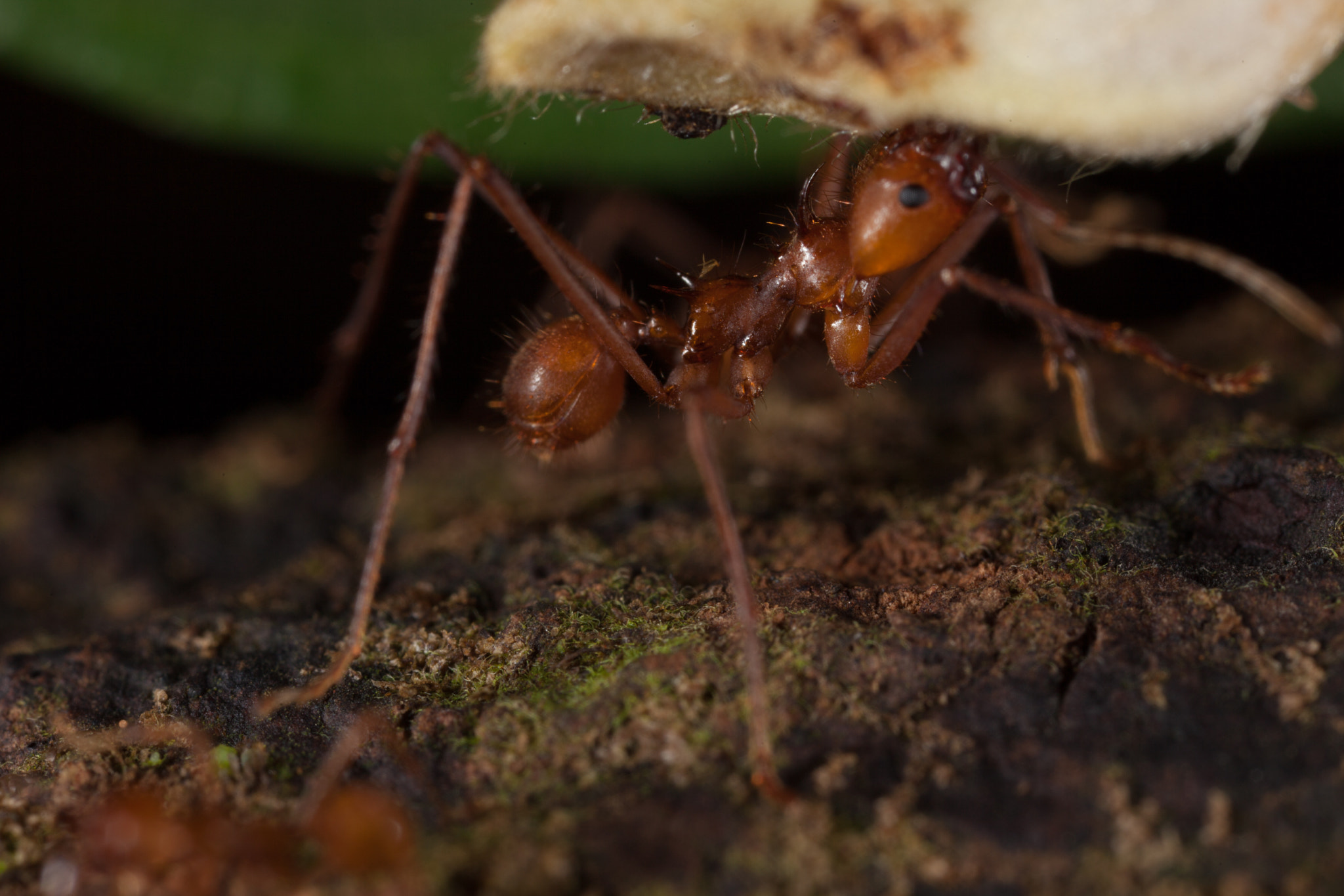 Canon EOS 5D Mark II + Canon MP-E 65mm F2.5 1-5x Macro Photo sample photo. Costa rica photography