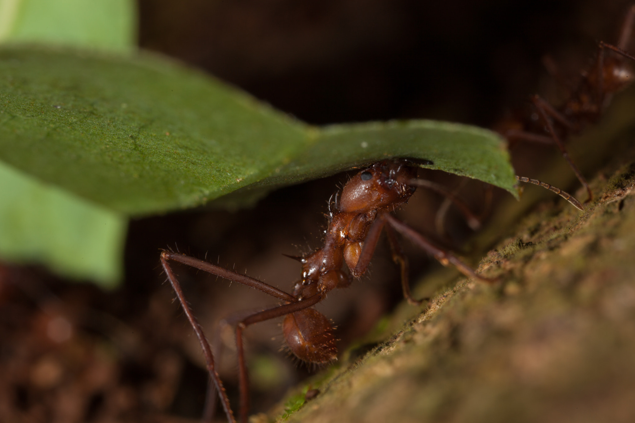 Canon EOS 5D Mark II + Canon MP-E 65mm F2.5 1-5x Macro Photo sample photo. Costa rica photography