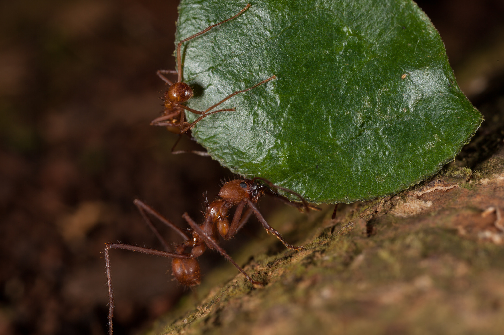 Canon EOS 5D Mark II + Canon MP-E 65mm F2.5 1-5x Macro Photo sample photo. Costa rica photography