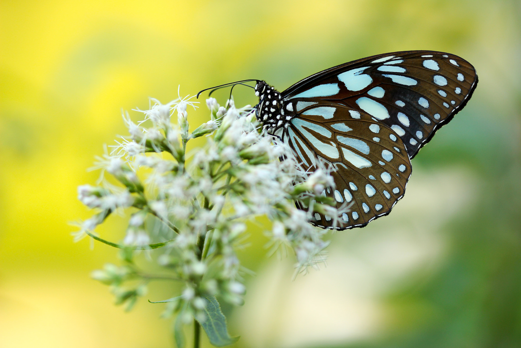 Canon EF 100mm F2.8 Macro USM sample photo. Just a butterfly photography