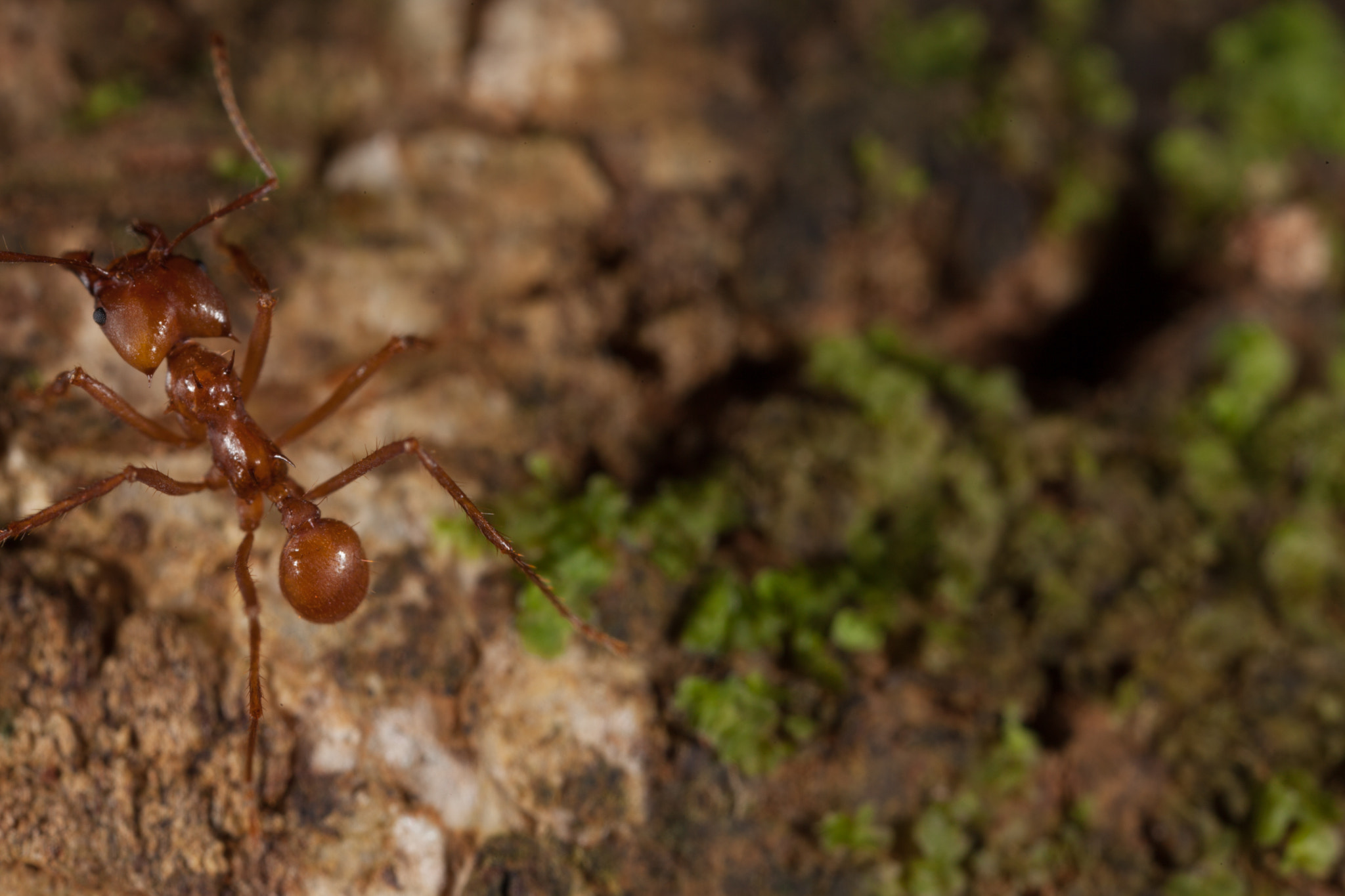 Canon EOS 5D Mark II + Canon MP-E 65mm F2.5 1-5x Macro Photo sample photo. Costa rica photography