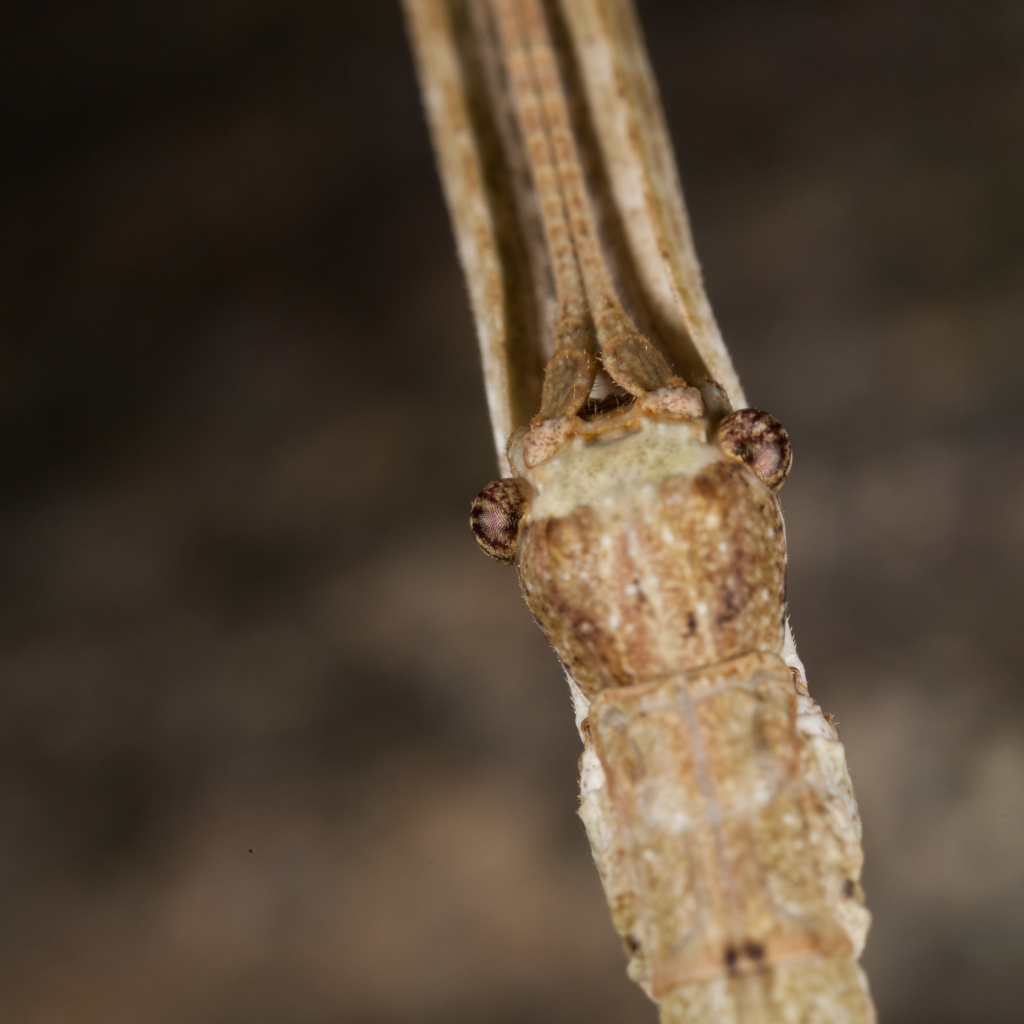 Canon MP-E 65mm F2.5 1-5x Macro Photo sample photo. Costa rica photography