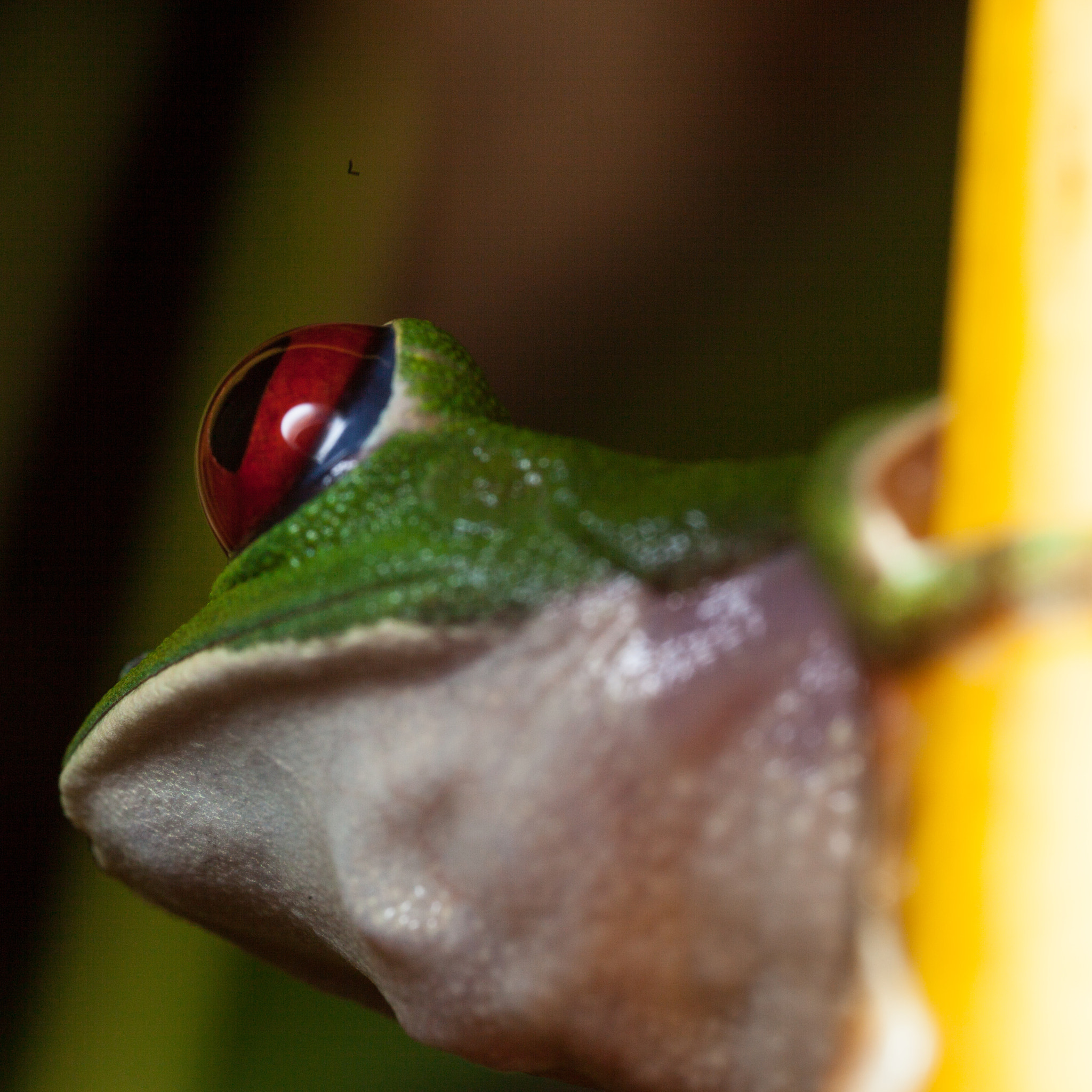 Canon EOS 5D Mark II + Canon MP-E 65mm F2.5 1-5x Macro Photo sample photo. Costa rica photography