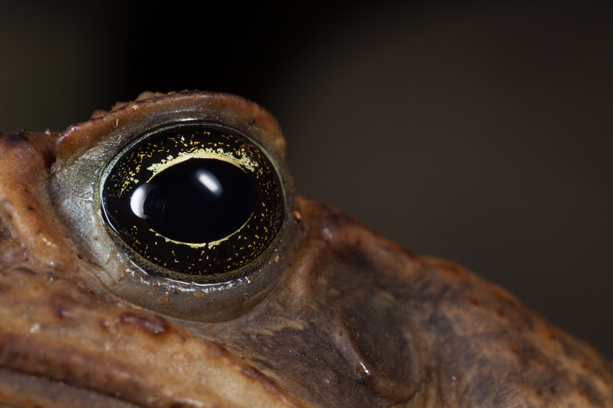 Canon MP-E 65mm F2.5 1-5x Macro Photo sample photo. Costa rica photography