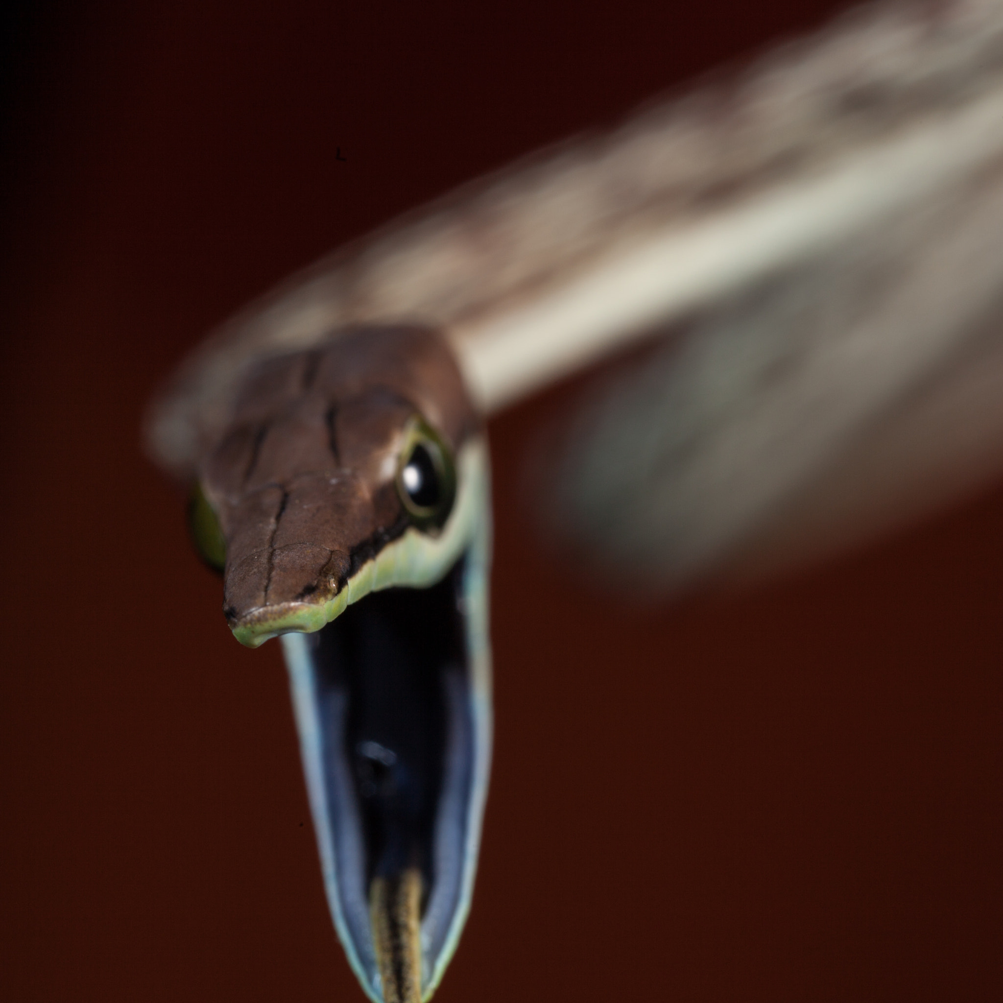 Canon MP-E 65mm F2.5 1-5x Macro Photo sample photo. Costa rica photography