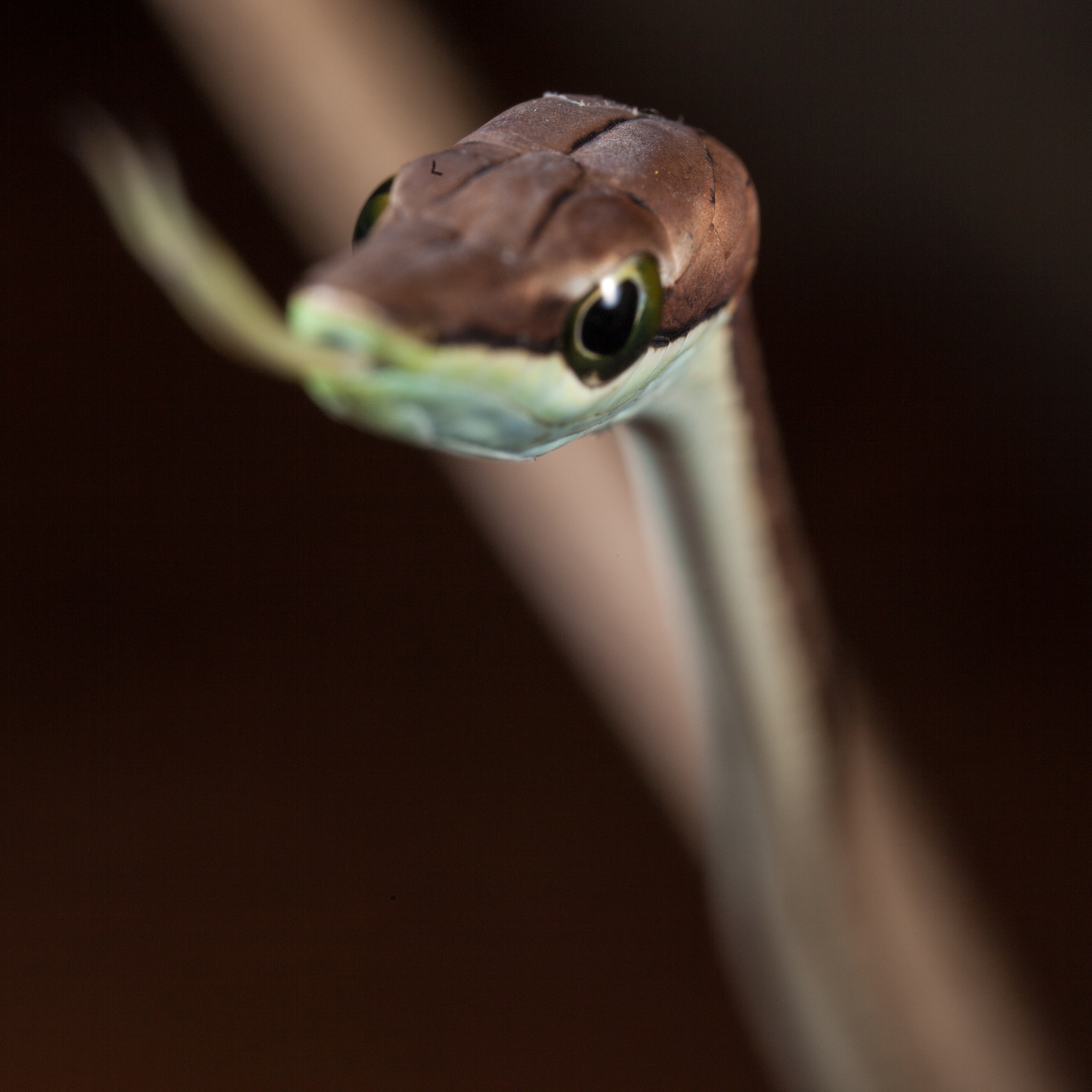 Canon MP-E 65mm F2.5 1-5x Macro Photo sample photo. Costa rica photography