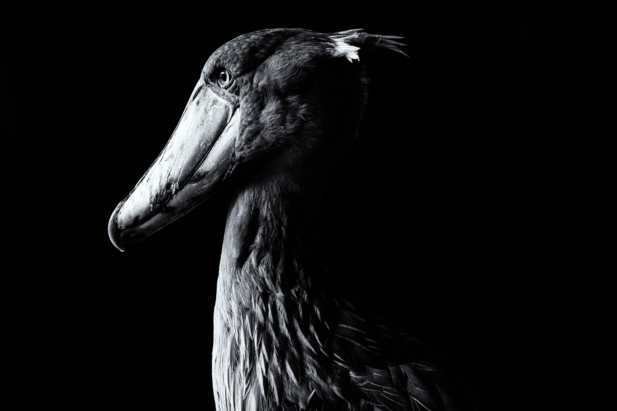 Nikon AF-S Micro-Nikkor 105mm F2.8G IF-ED VR sample photo. Shoebill photography