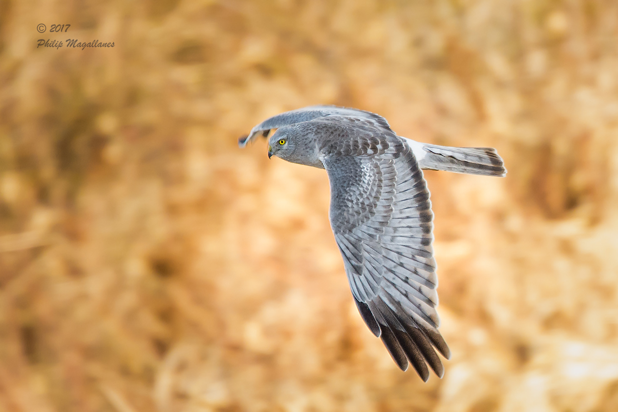 Nikon Nikkor AF-S 300mm F4E PF ED VR sample photo. Northern harrier male in flight photography
