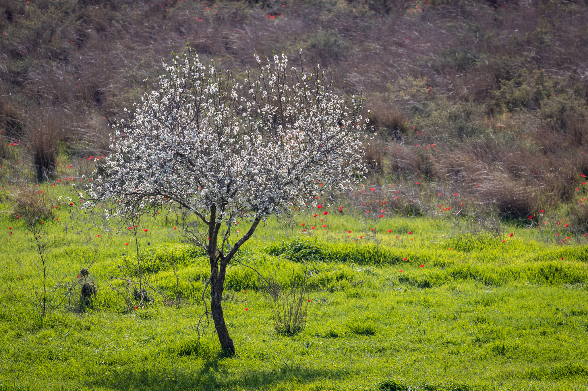 Canon EF 70-300mm F4-5.6L IS USM sample photo. Almonds tree photography