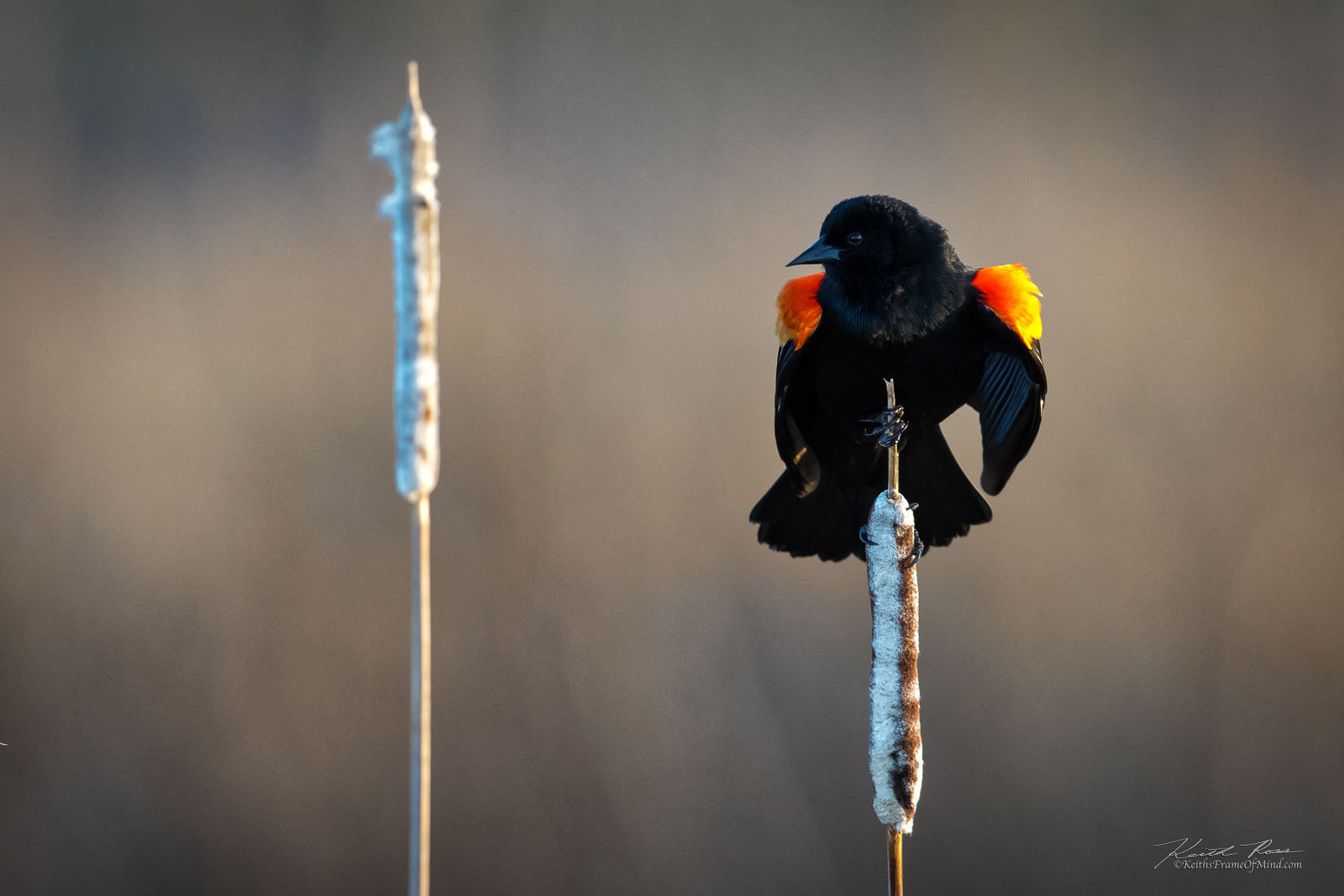 Canon EOS 7D Mark II sample photo. 203. red-winged blackbird photography