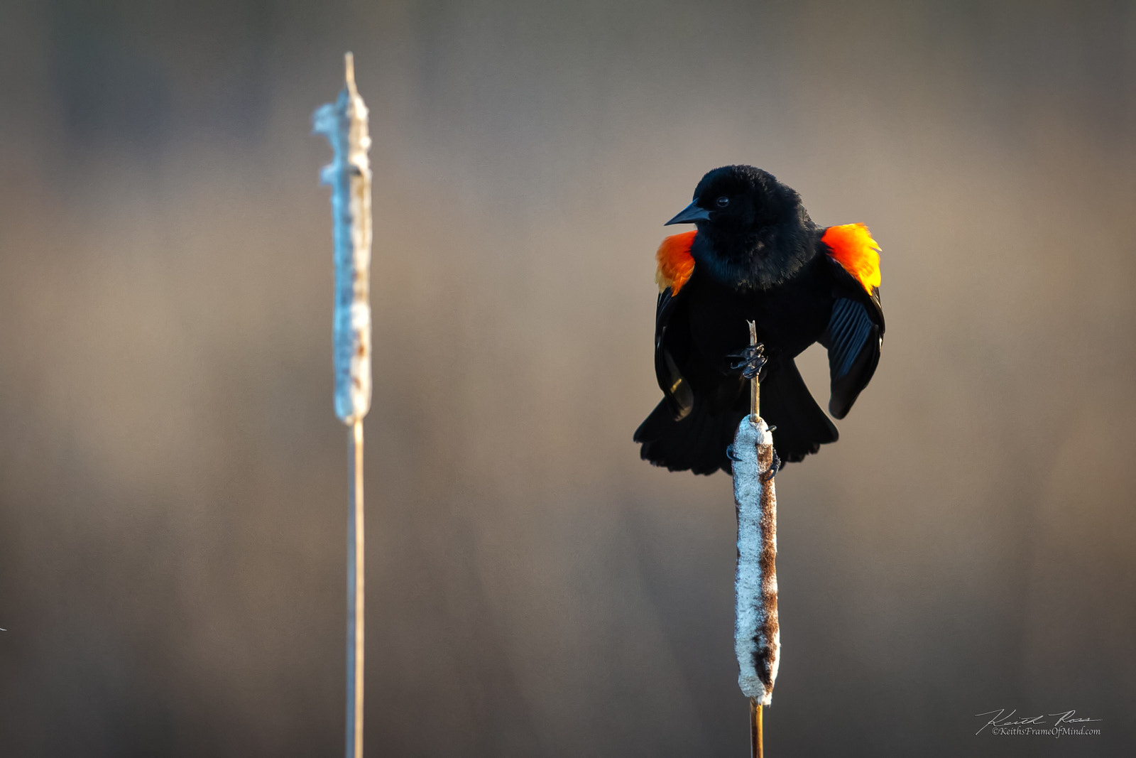 Canon EF 600mm F4L IS II USM sample photo. 203. red-winged blackbird photography