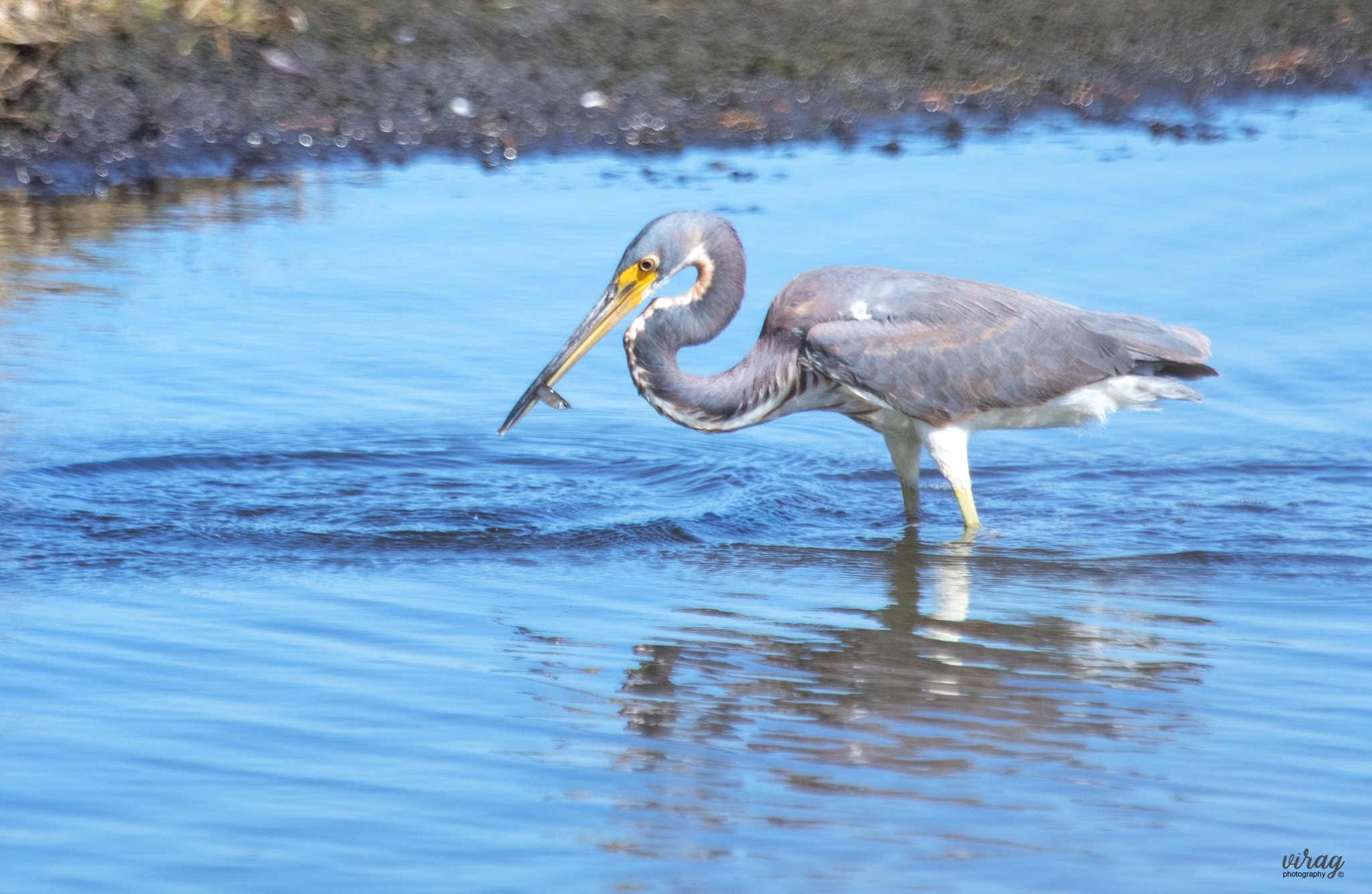 Canon EF 100-400mm F4.5-5.6L IS USM sample photo. Tricolored heron photography