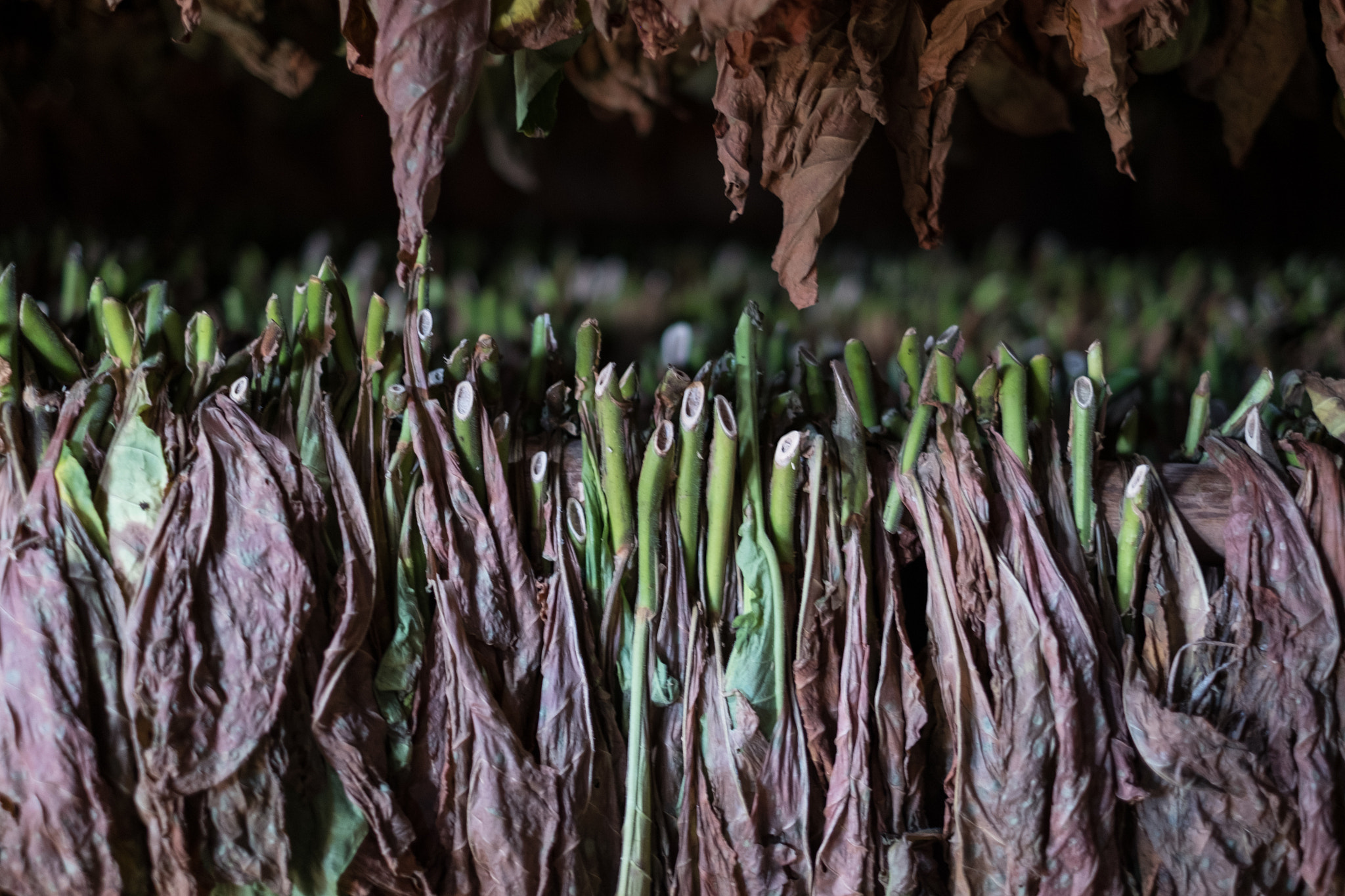 Fujifilm X-E2S + Fujifilm XF 35mm F1.4 R sample photo. Cuba photography