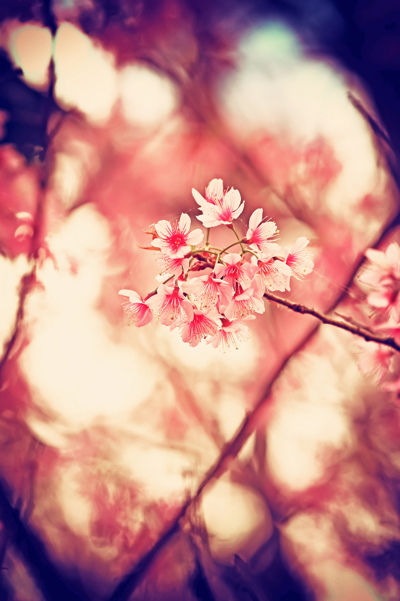 Canon EOS 7D + Sigma 70-200mm F2.8 EX DG OS HSM sample photo. Beautiful pink sakura flower blooming photography