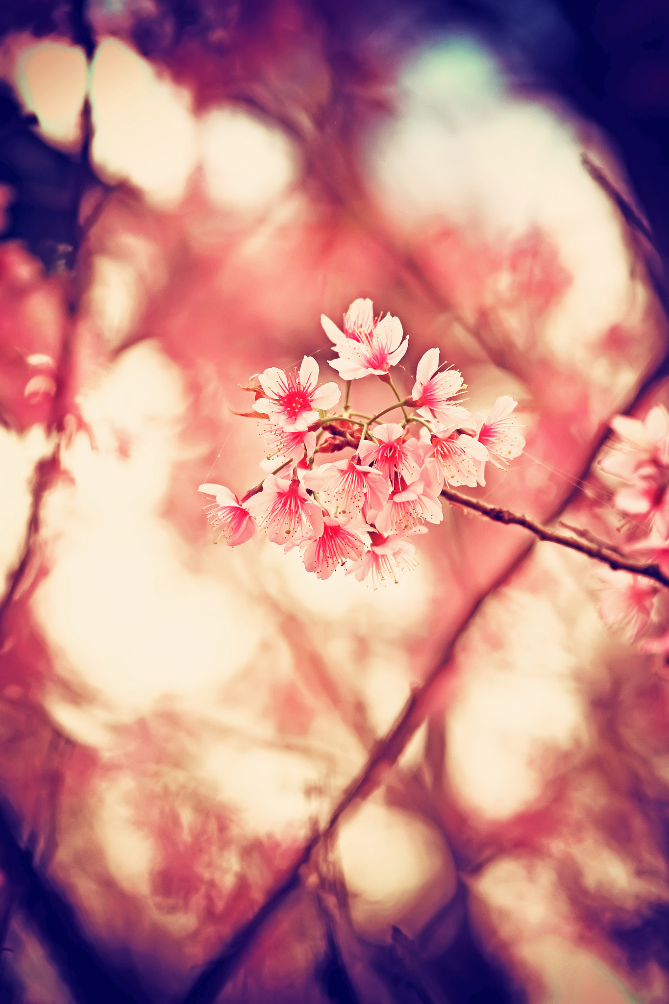 Sigma 70-200mm F2.8 EX DG OS HSM sample photo. Beautiful pink sakura flower blooming photography
