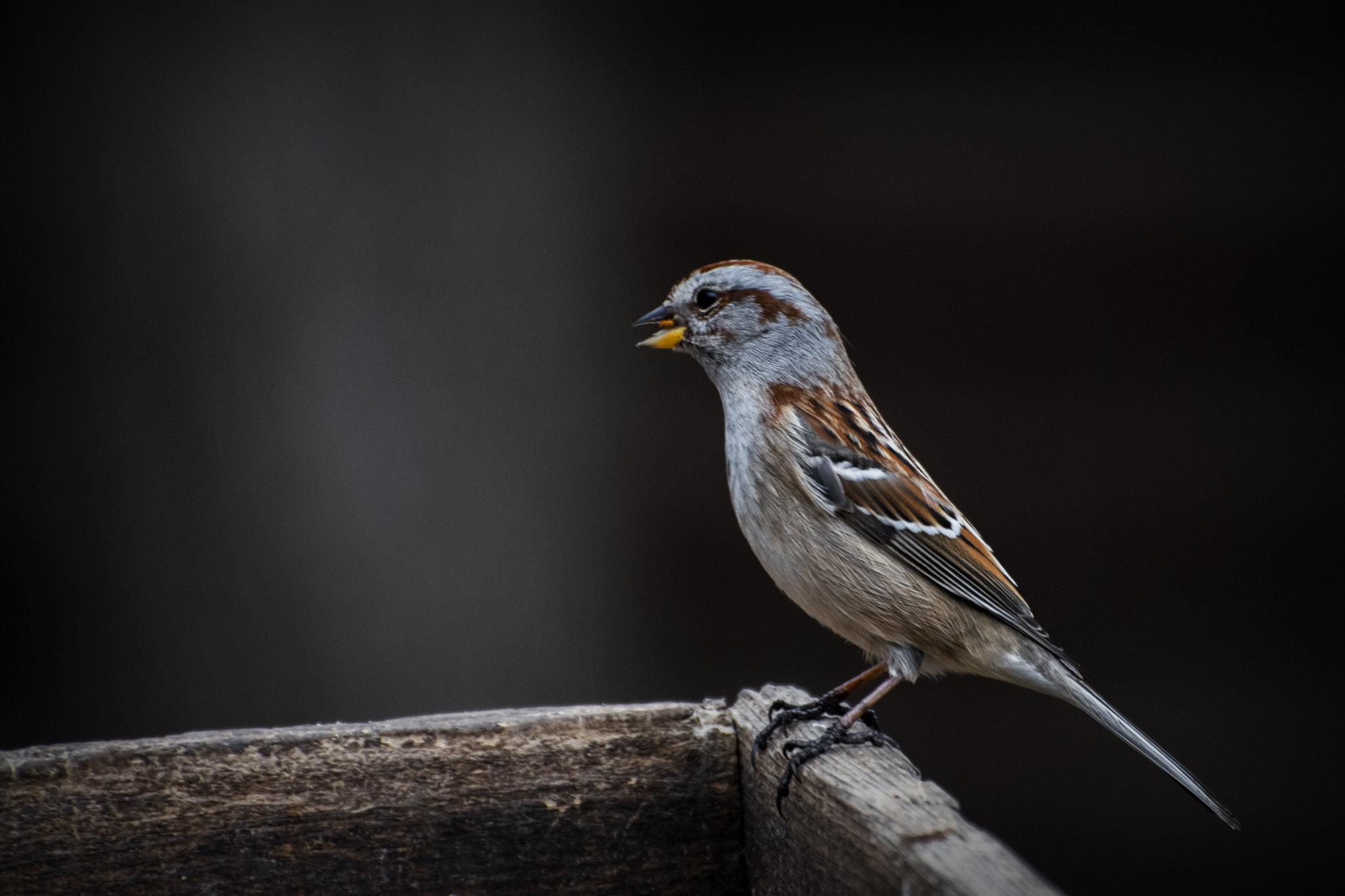 Nikon D500 sample photo. House sparrow. windsor, on. photography