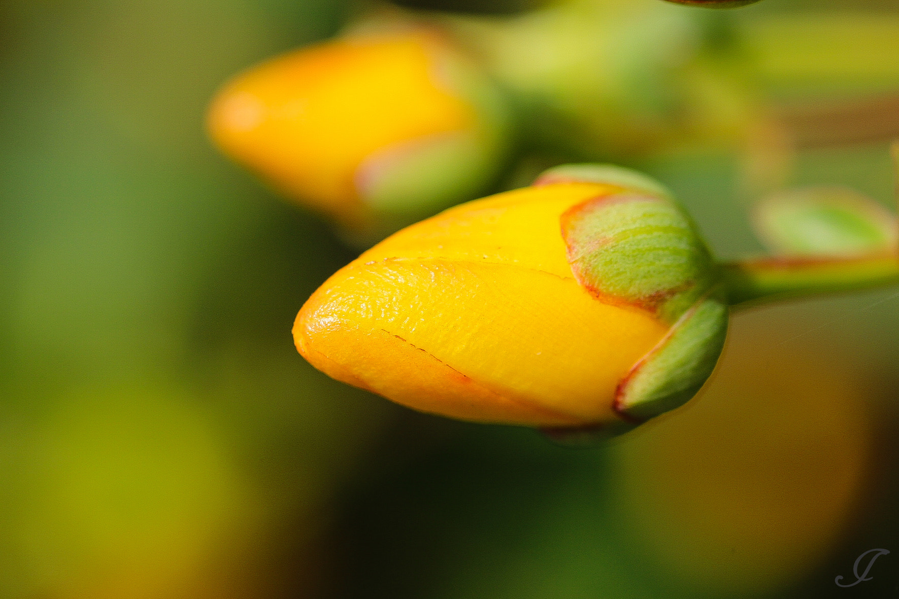 Sigma 105mm F2.8 EX DG OS HSM sample photo. Yellowbud photography