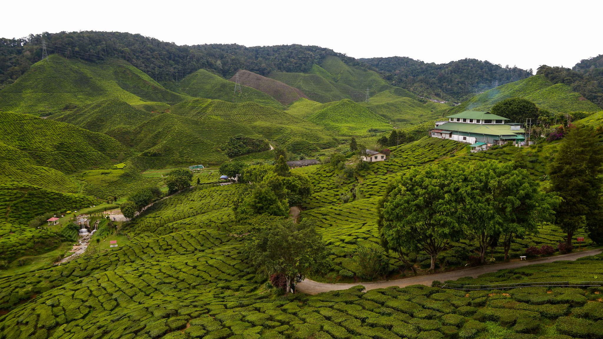 Tamron SP 24-70mm F2.8 Di VC USD sample photo. Cameron highland photography