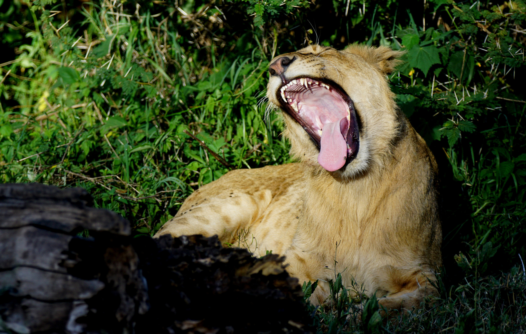 Sony a6000 sample photo. Lion yawning photography