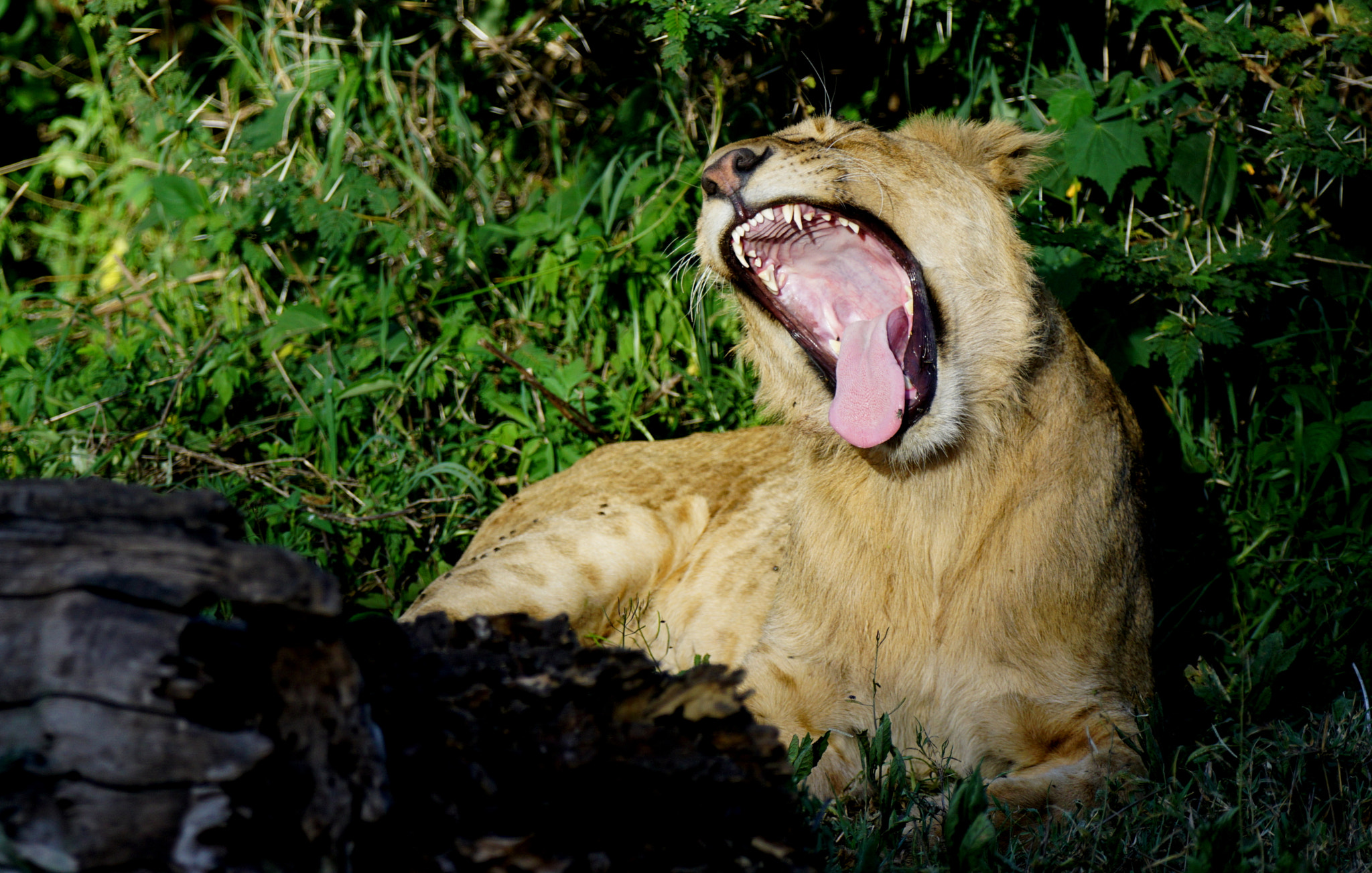 Sony a6000 + Sony 70-400mm F4-5.6 G SSM II sample photo. Lion yawning photography