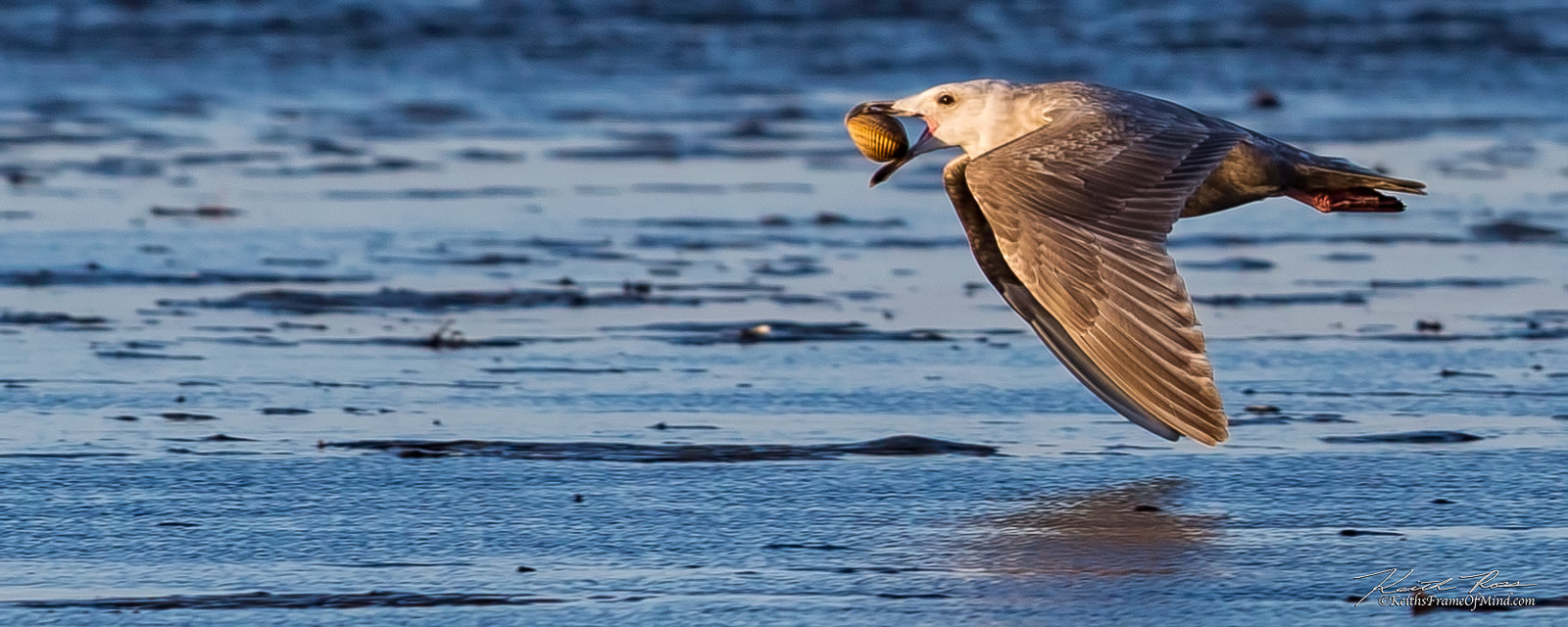 Canon EF 600mm F4L IS II USM sample photo. 489. glaucus gull with clam photography