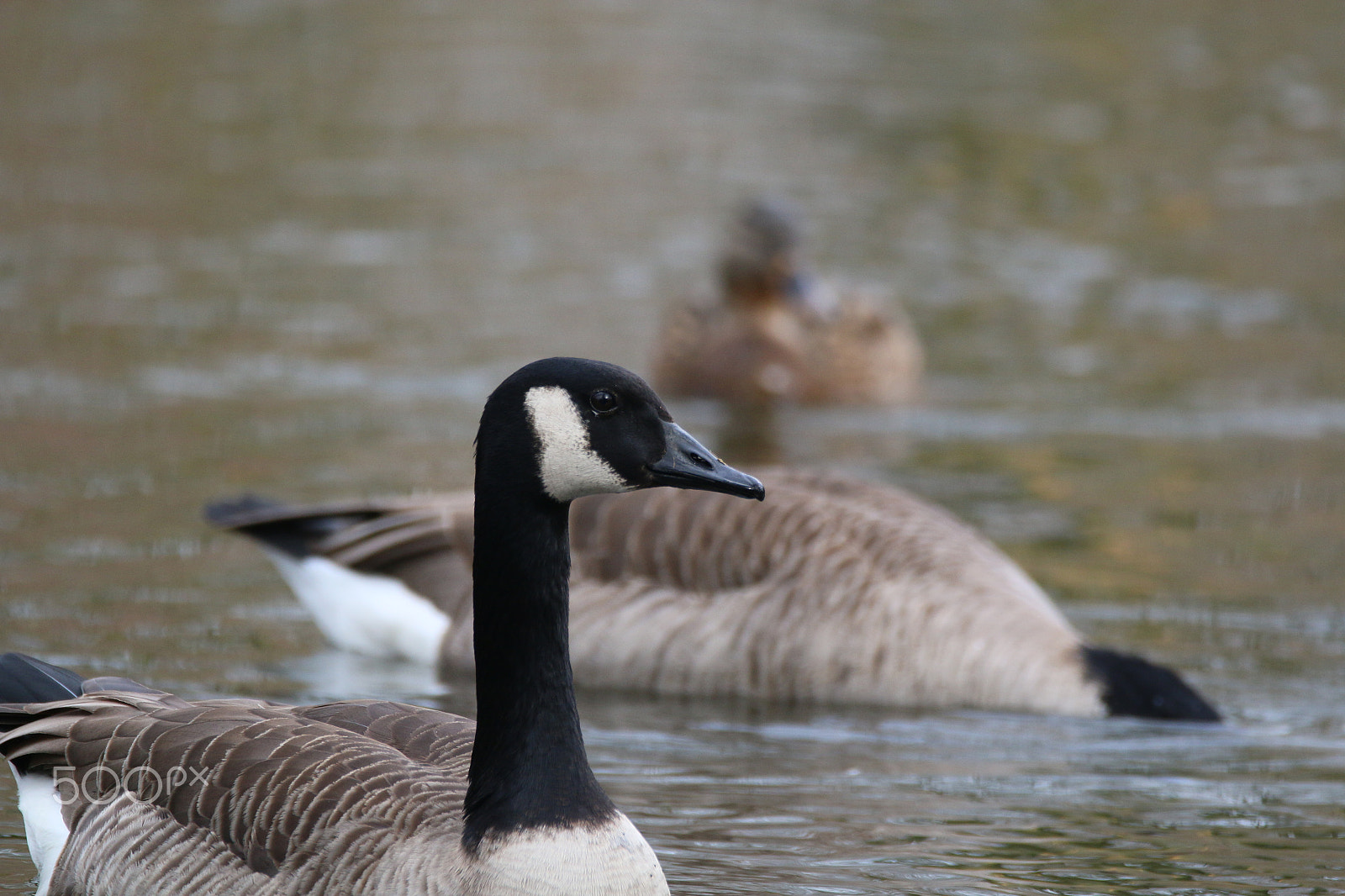 Sigma 150-600mm F5-6.3 DG OS HSM | C sample photo. Welcome back photography
