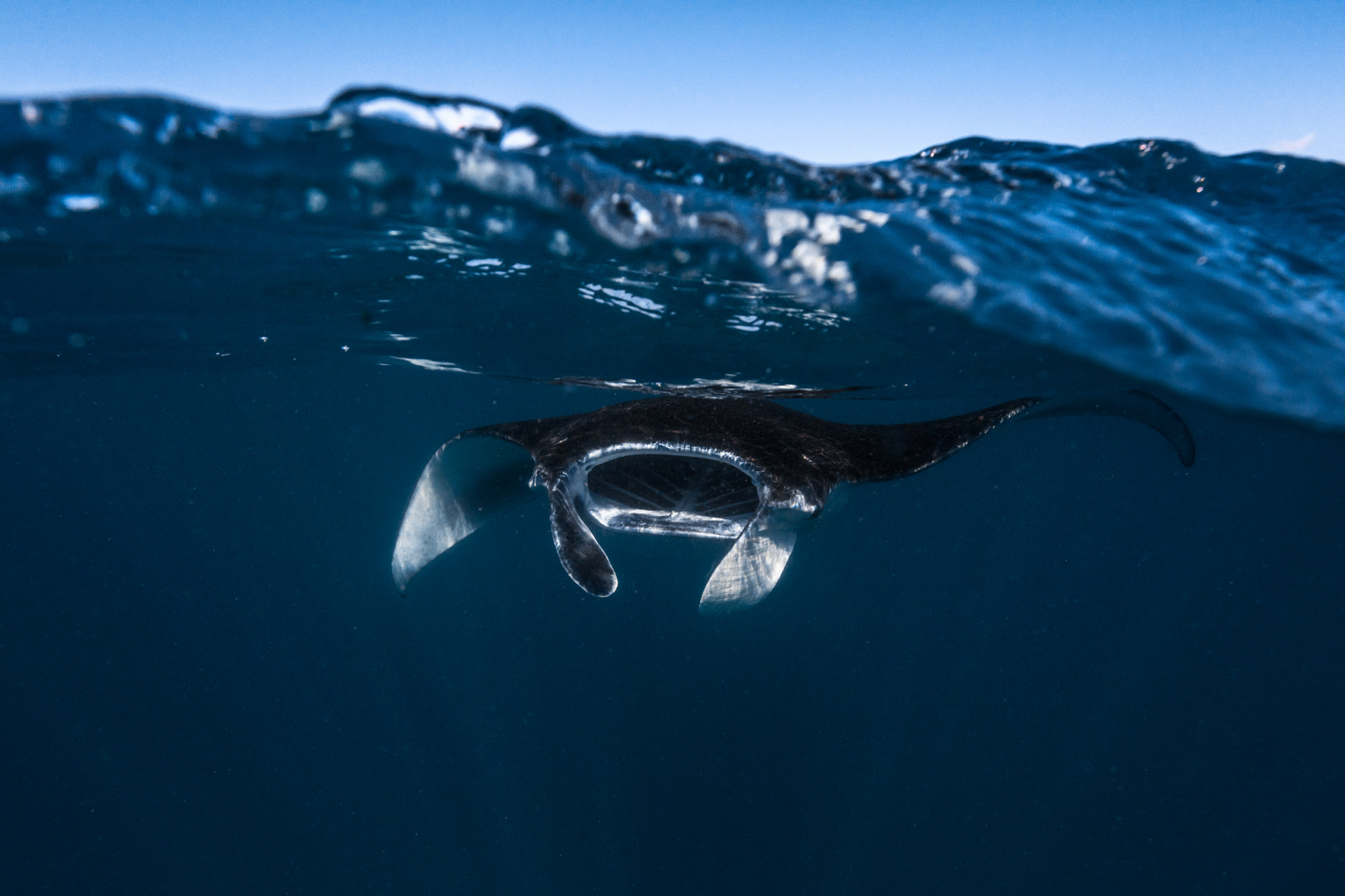 Canon EOS 5DS sample photo. Face to face with giant manta photography