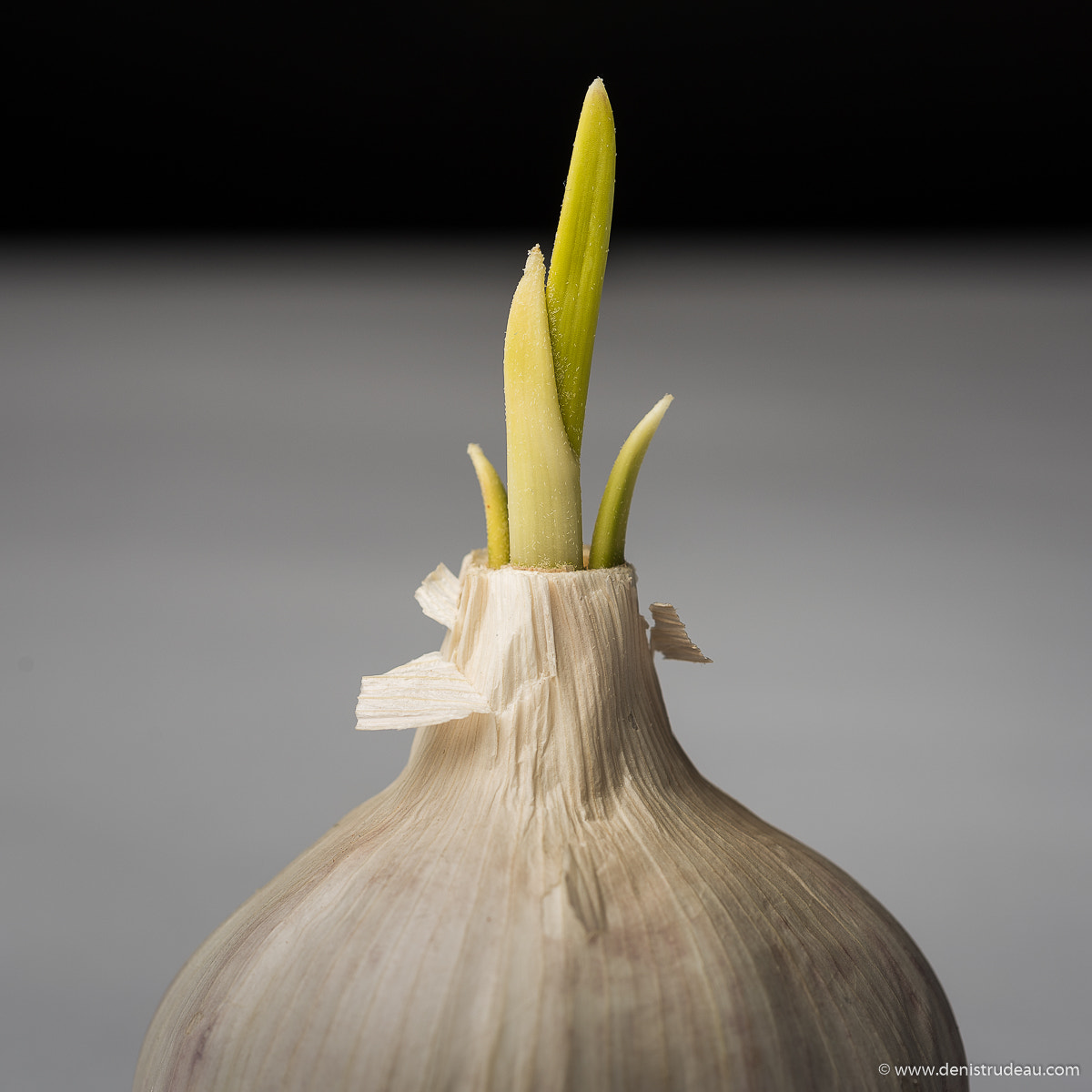 Nikon D810 sample photo. Garlic photography