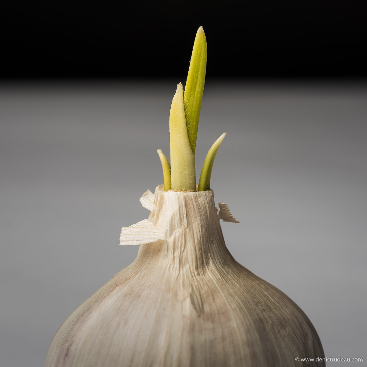 Nikon D810 + Nikon AF Micro-Nikkor 60mm F2.8D sample photo. Garlic photography