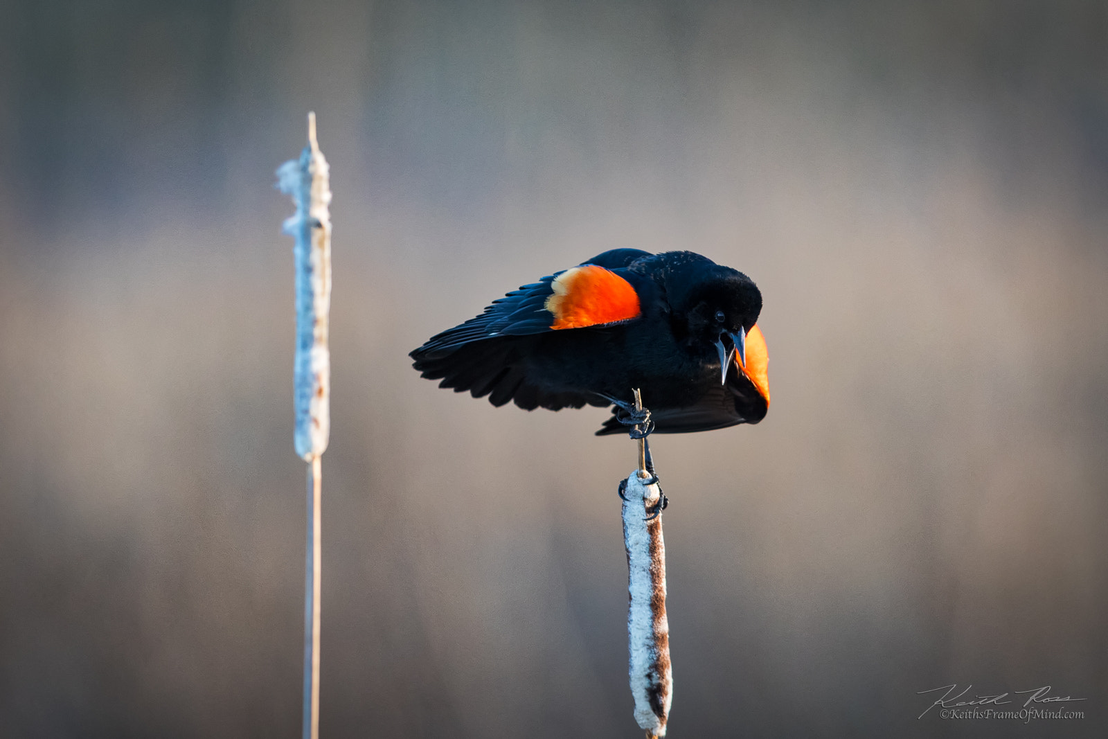 Canon EF 600mm F4L IS II USM sample photo. 201. red-winged blackbird photography