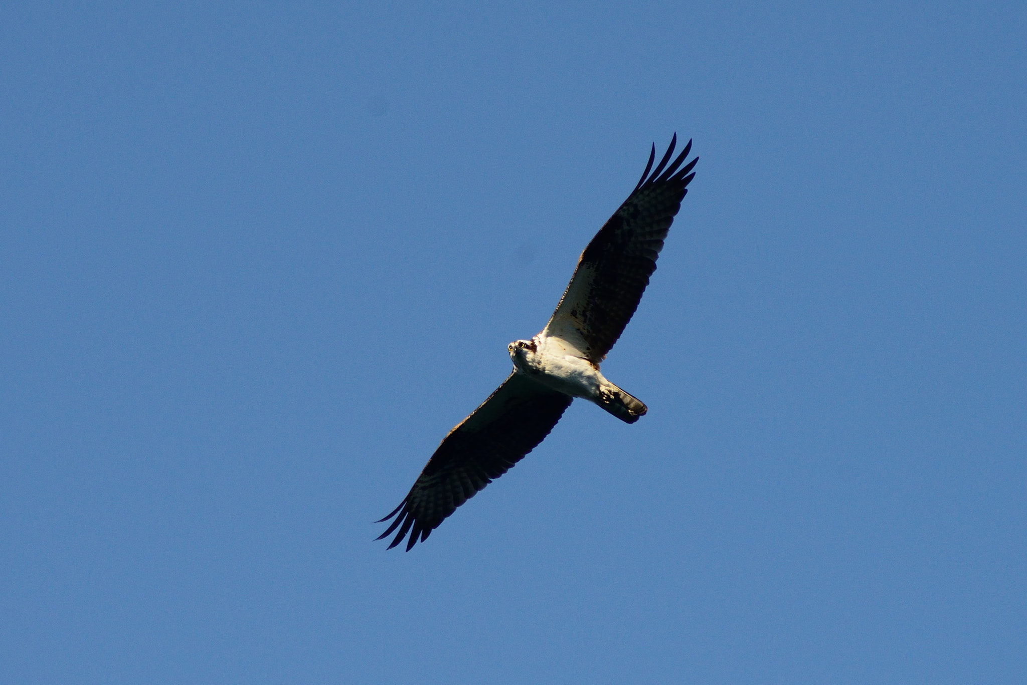 Nikon AF Nikkor 70-300mm F4-5.6G sample photo. Osprey photography