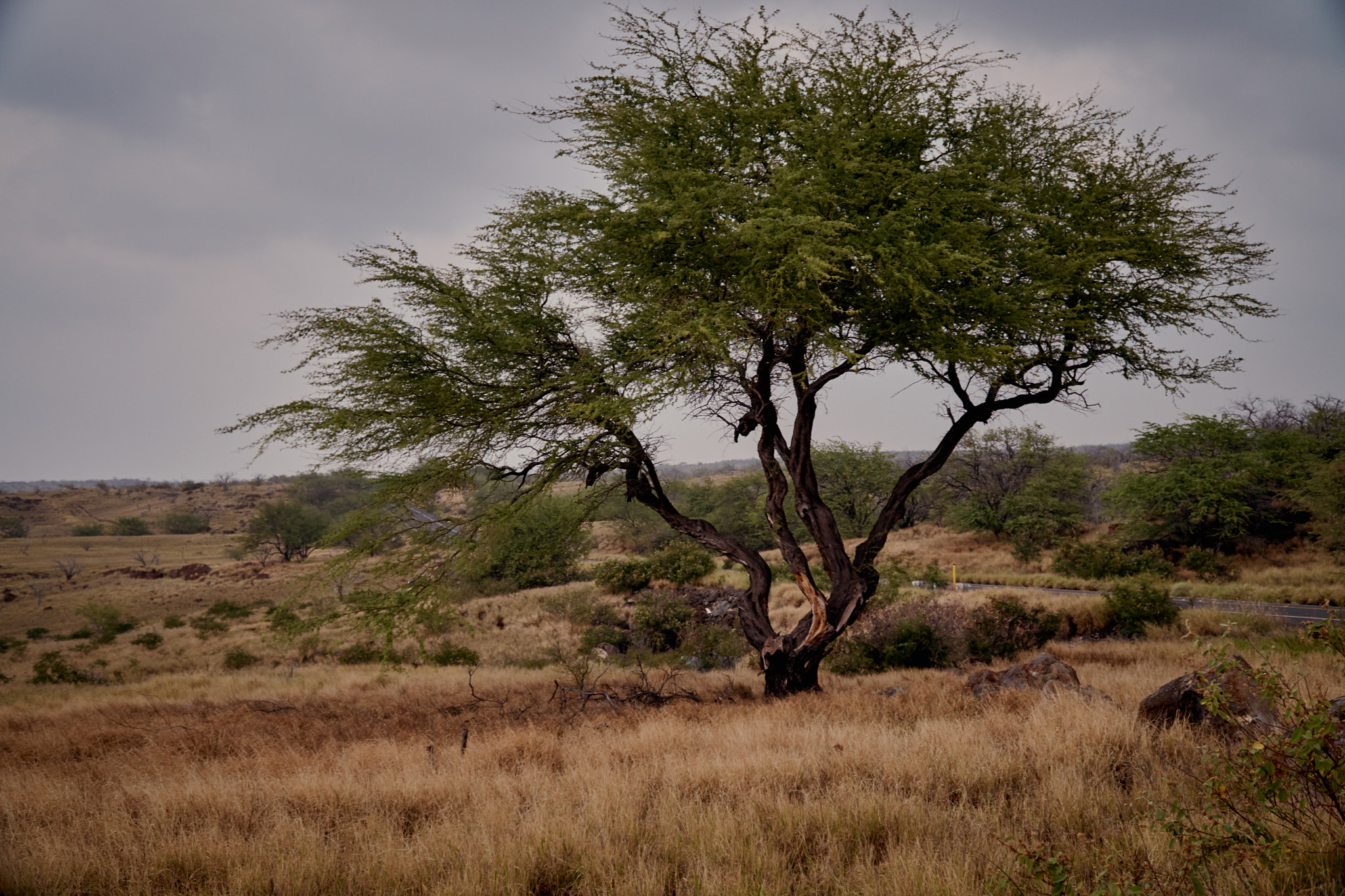 Sony E PZ 18-105mm F4 G OSS sample photo. Lonely tree photography