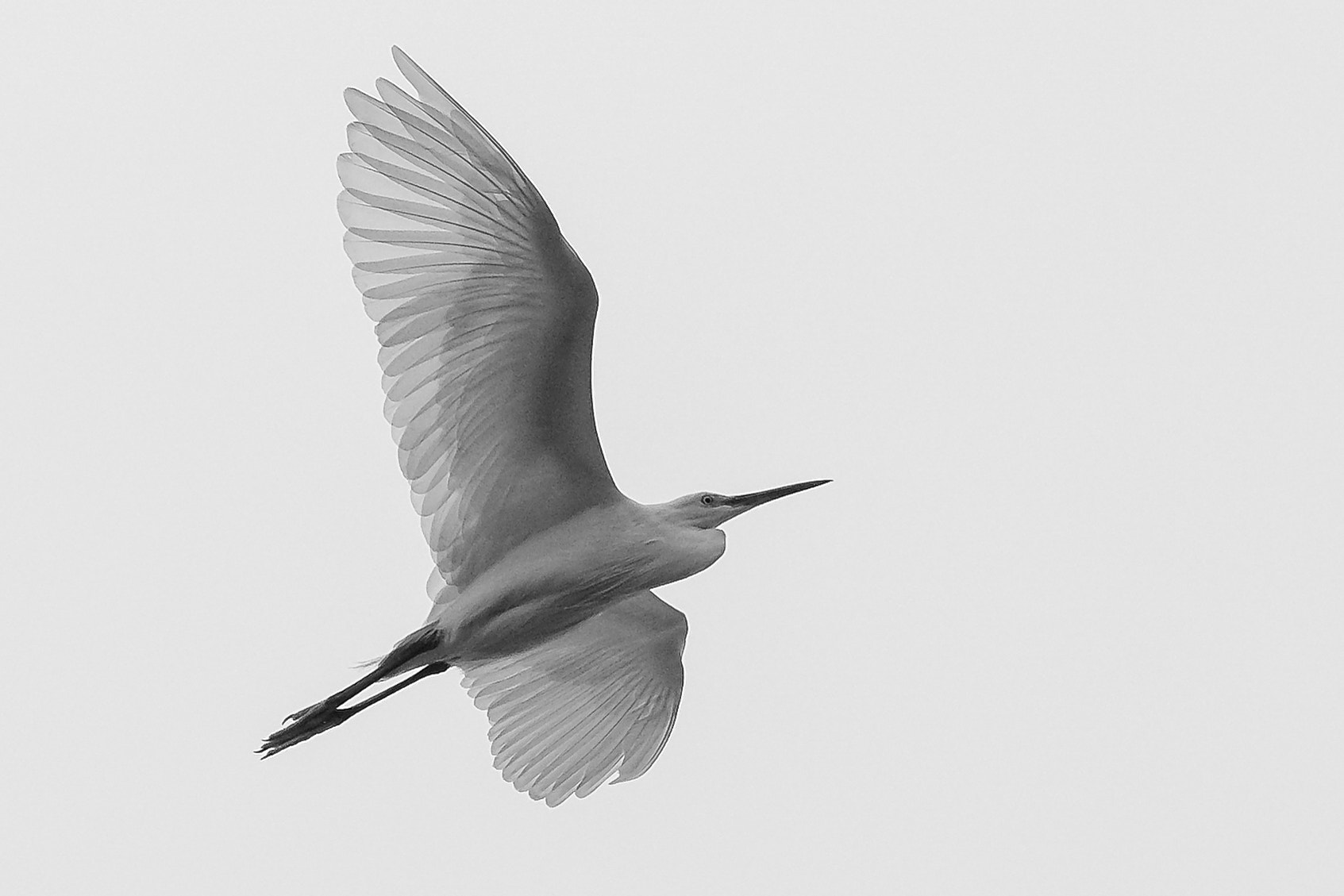 Fujifilm X-E2 + Fujifilm XF 55-200mm F3.5-4.8 R LM OIS sample photo. Egret photography