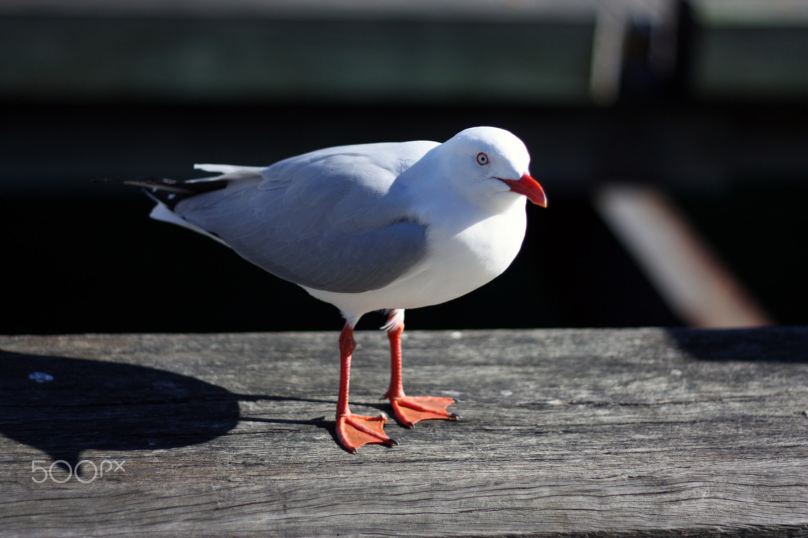 Canon EOS 450D (EOS Rebel XSi / EOS Kiss X2) + Canon EF 50mm F1.8 II sample photo. Lone seagull on wooden dock photography