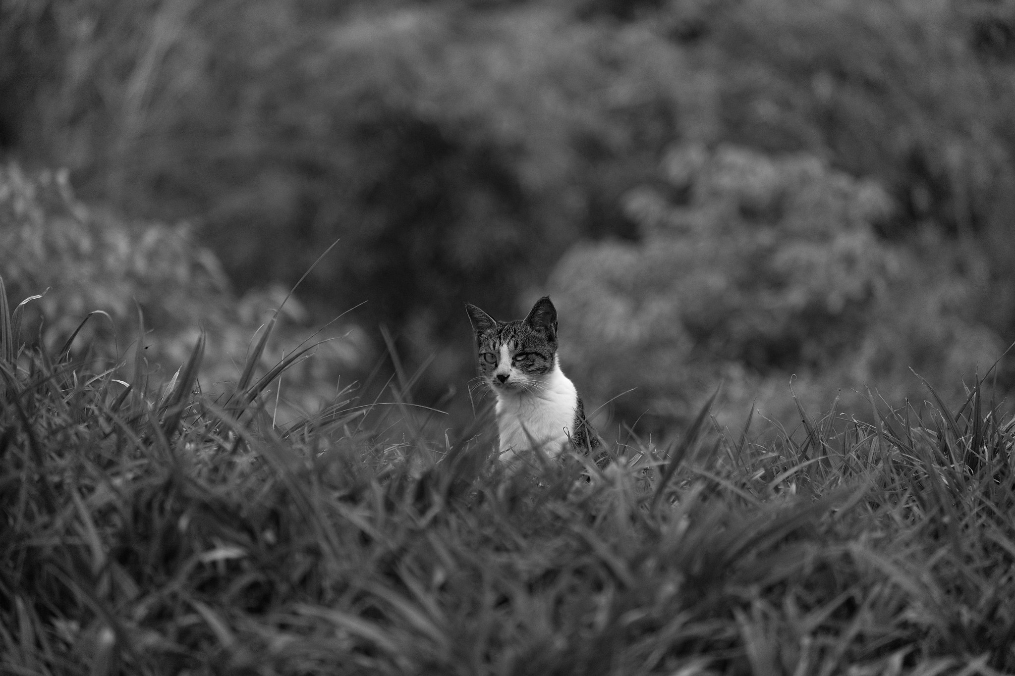 Fujifilm X-E2 + Fujifilm XF 55-200mm F3.5-4.8 R LM OIS sample photo. One-eyed fighter photography